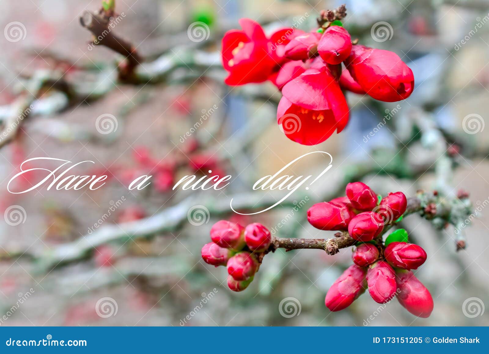 Chaenomeles Japanese Red Spring Flowers In Garden With Text Have A Nice Day Stock Image Image Of Green Beauty Chaenomeles Japanese Red Spring Flowers In Garden With Text Have A Nice Day Stock Image Image Of Green Beauty