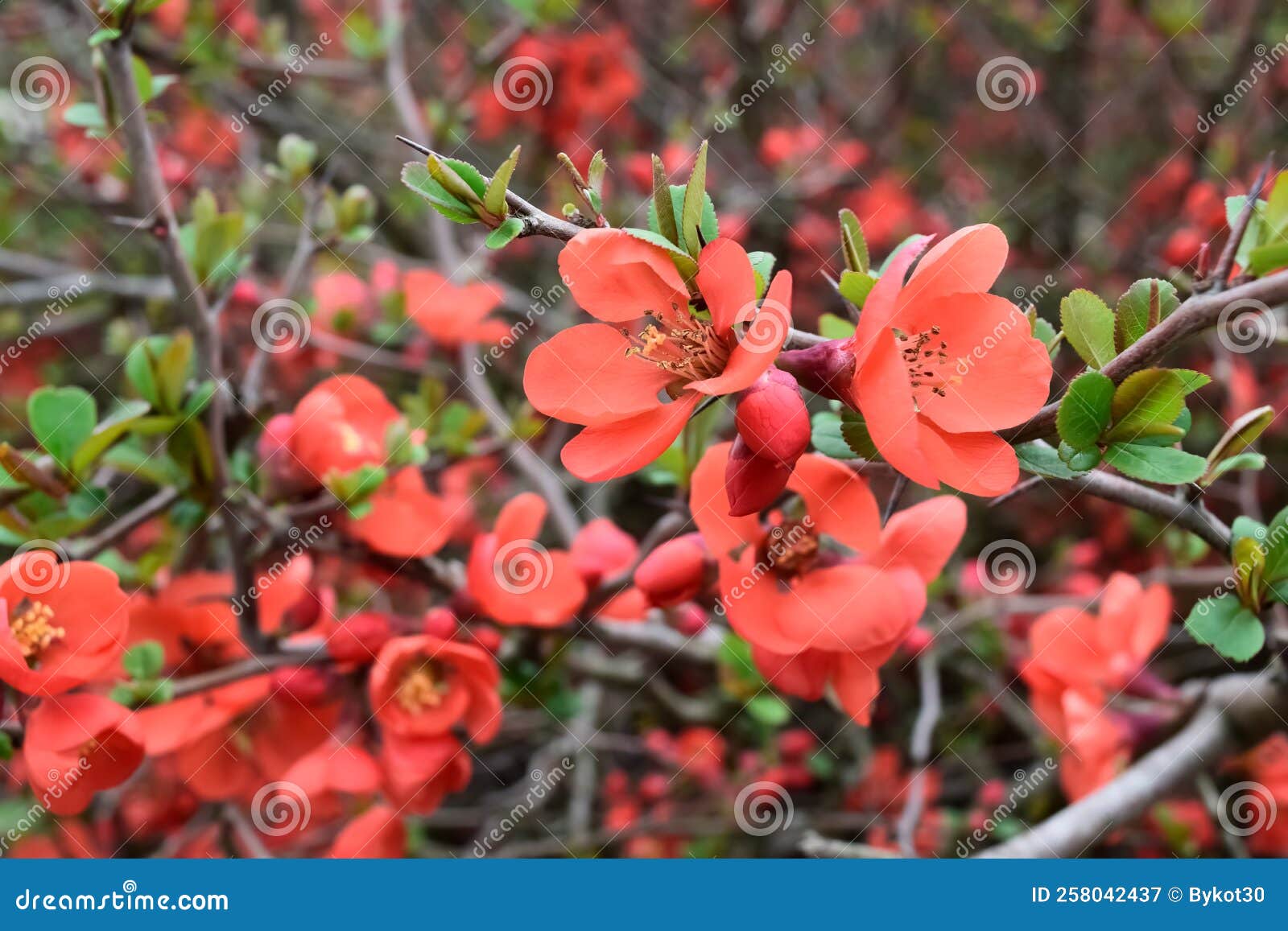 Chaenomeles Japonica Flowers in the Garden. Stock Image Image of