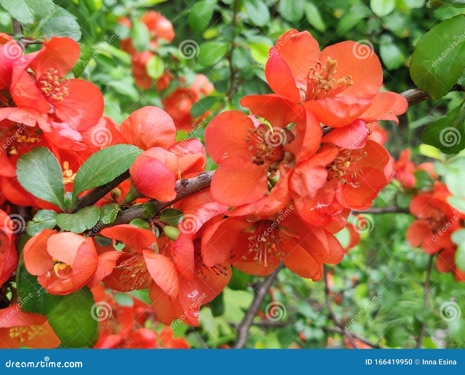 chaenomeles japonica or japanese quince