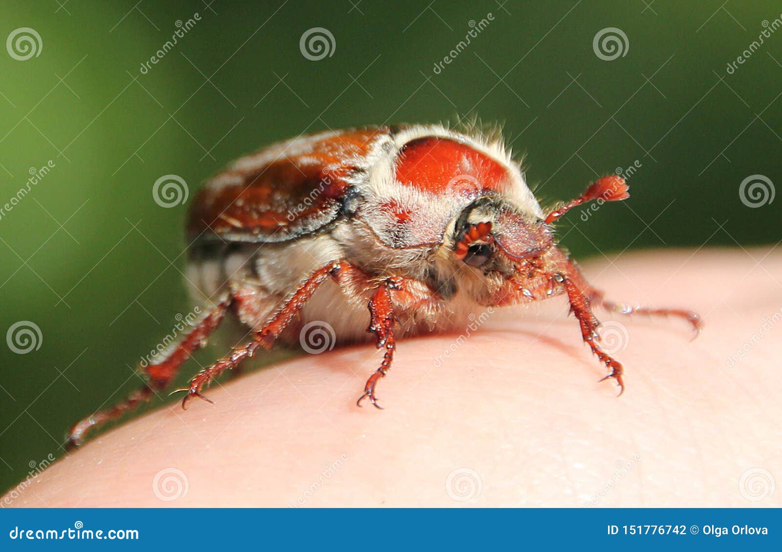 chafer insect closeup photo red green