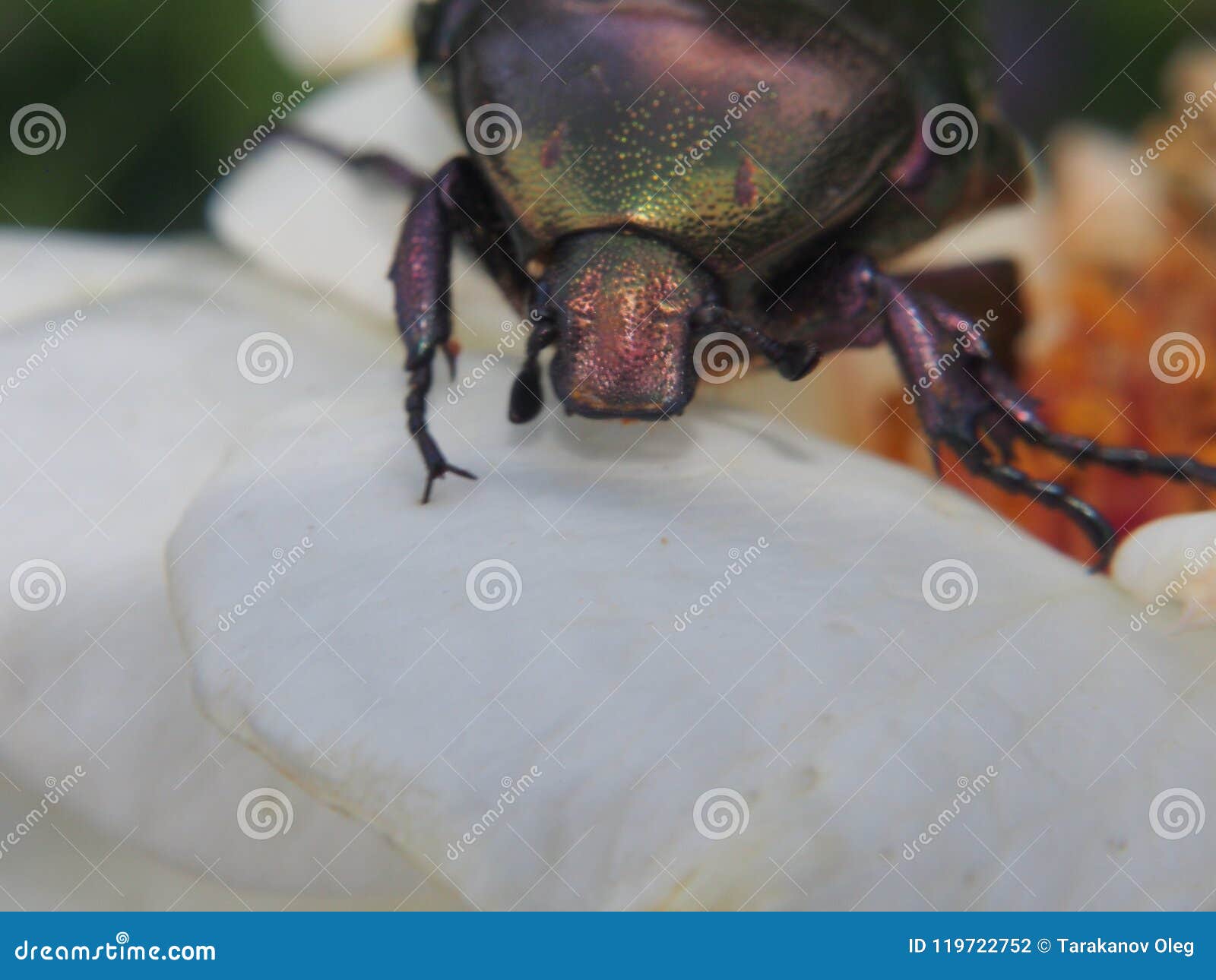 Chafer. the Insect Eats the White Petals of a Rose Stock Photo Image of observe, rosee 119722752