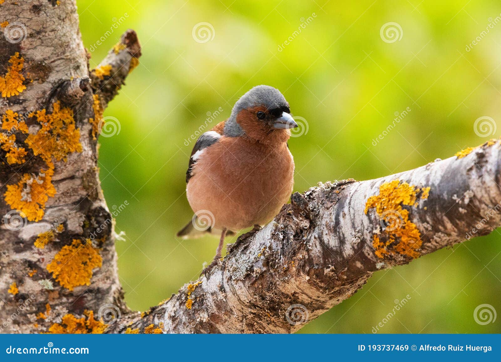 chaffinch in a branch in espejo, alava