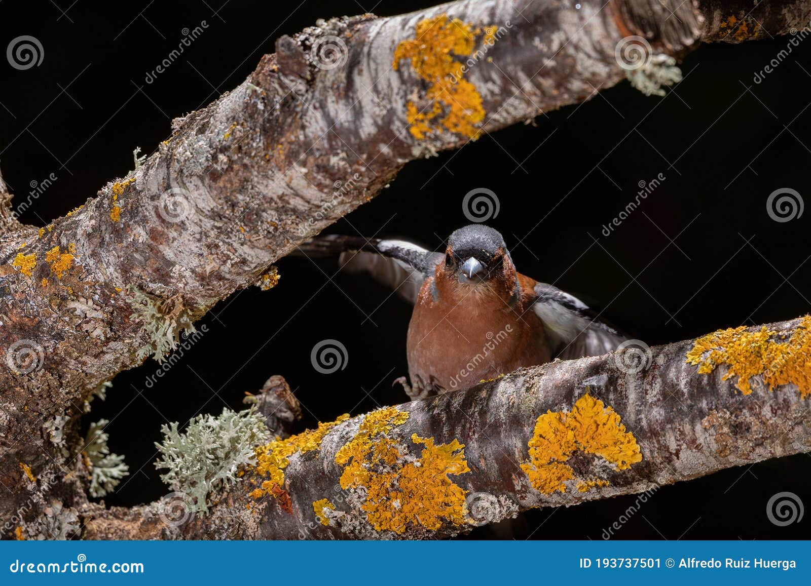 chaffinch in a branch in espejo, alava