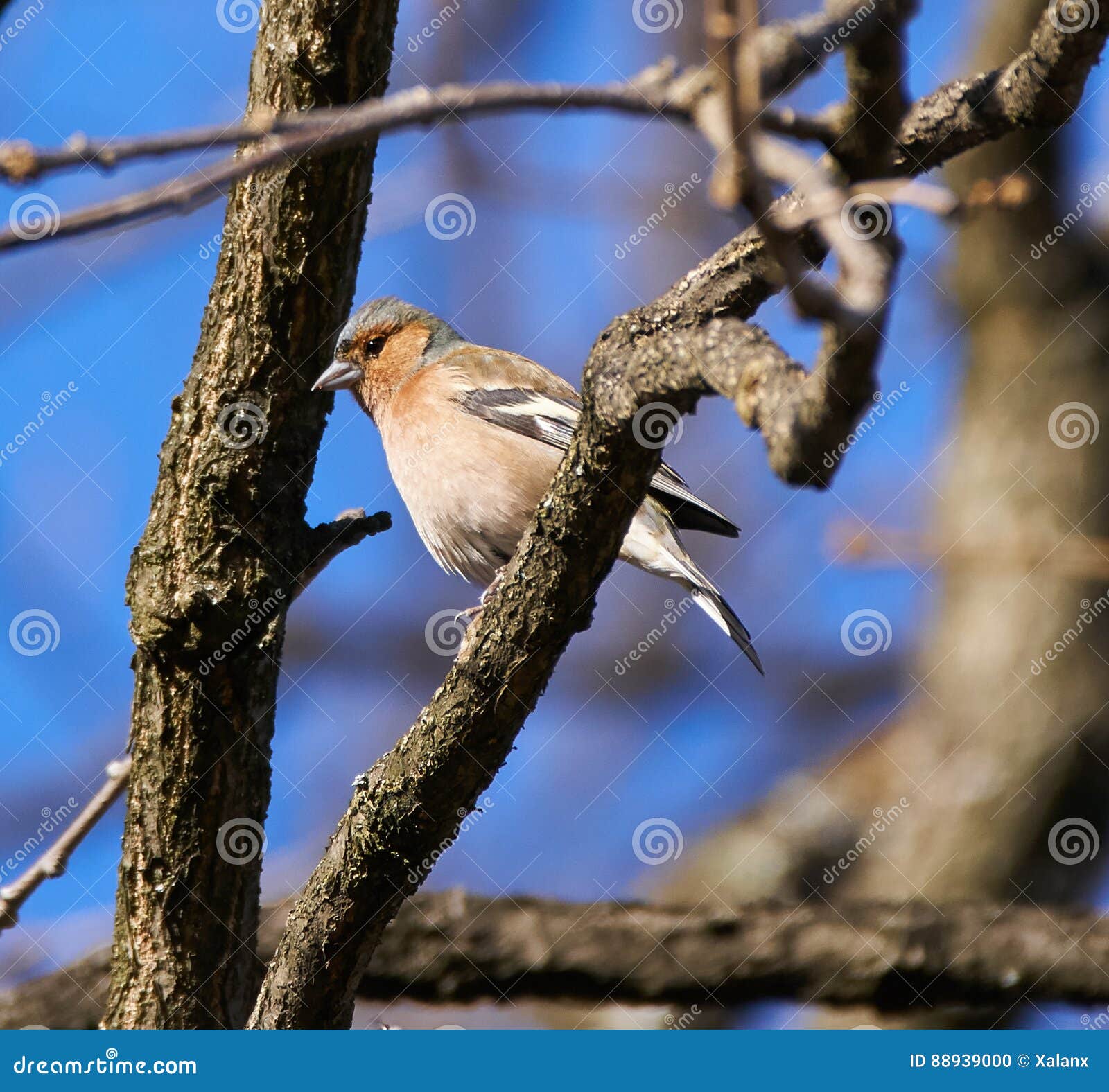 Chaffinch Perched on a Branch Stock Photo Image of perch, birding