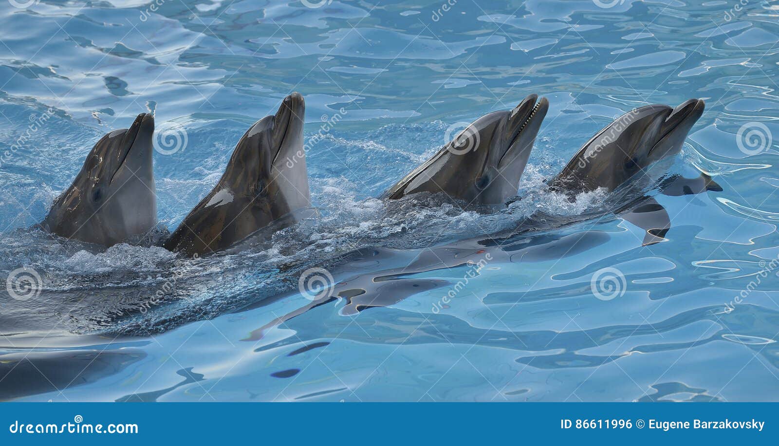 chain of dolphins in dolphinarium