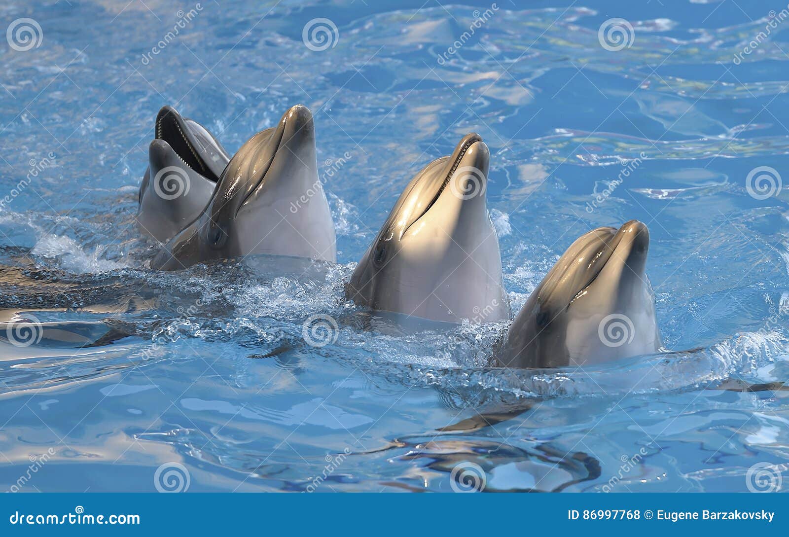 chain of dolphins in dolphinarium