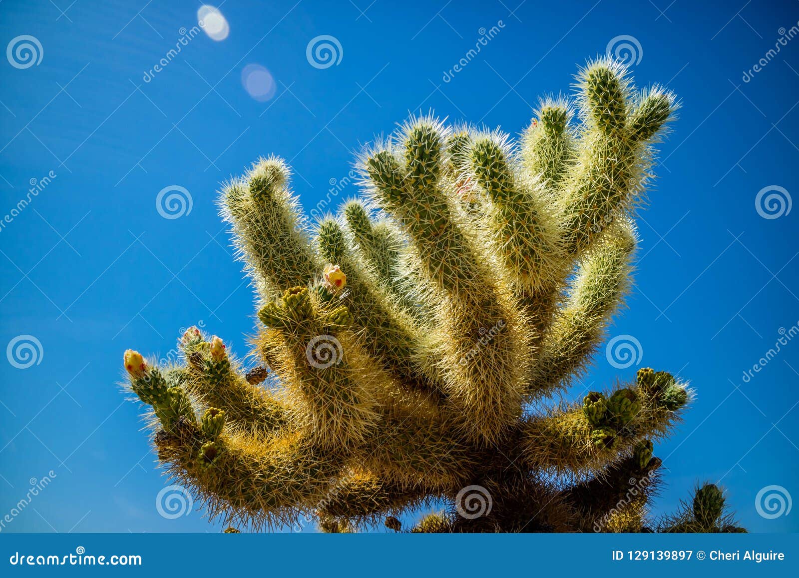 Chain Fruit Cholla Cactus in Joshua National Park, California Stock ...