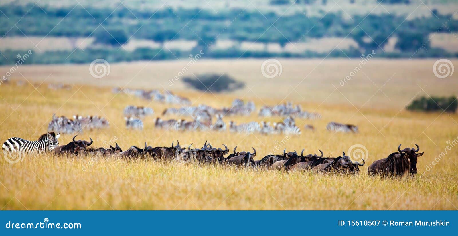 the chain of wildebeest and zebras migrate to the