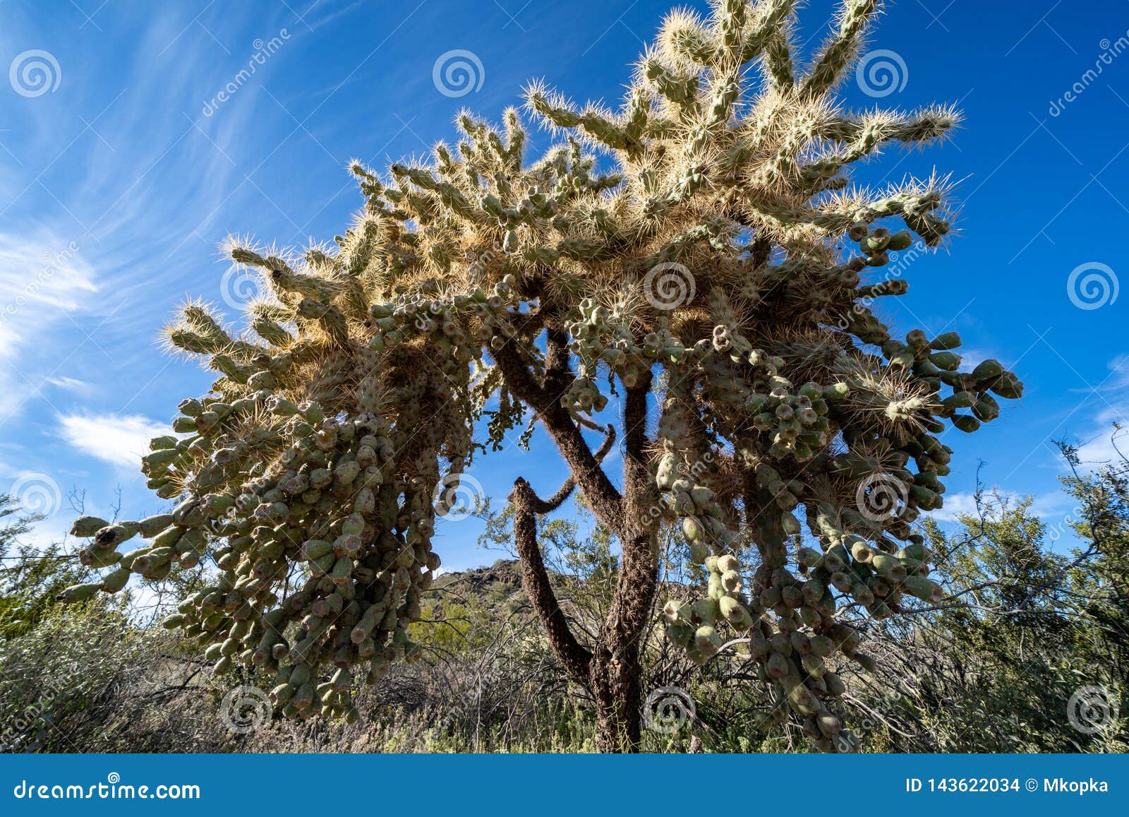 a chainfruit cholla cactus in organ pipe national monument in the sonoran desert of arizona