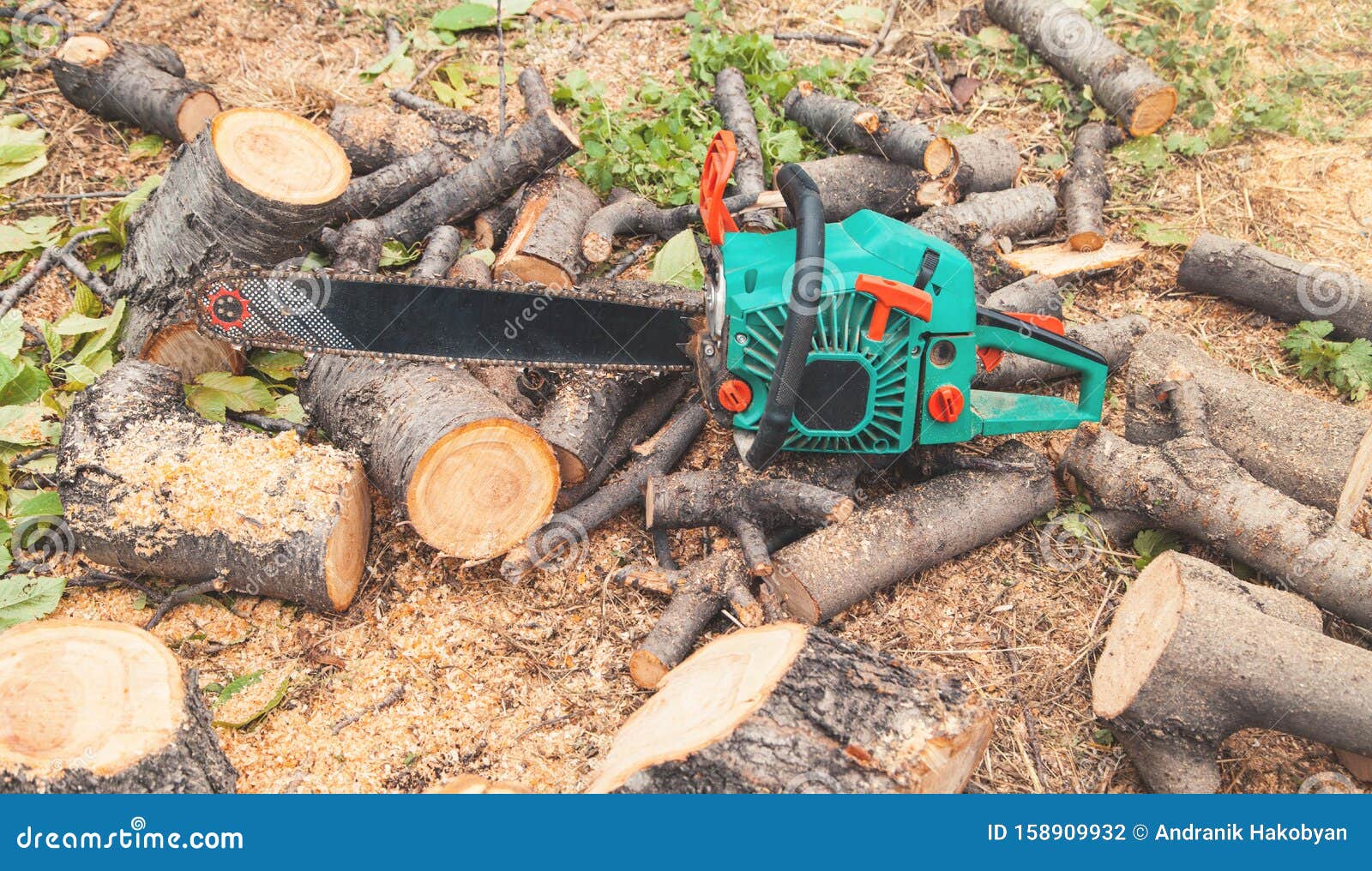 Chainsaw on Cut Logs into the Woods. Tree Cutting Stock Photo Image