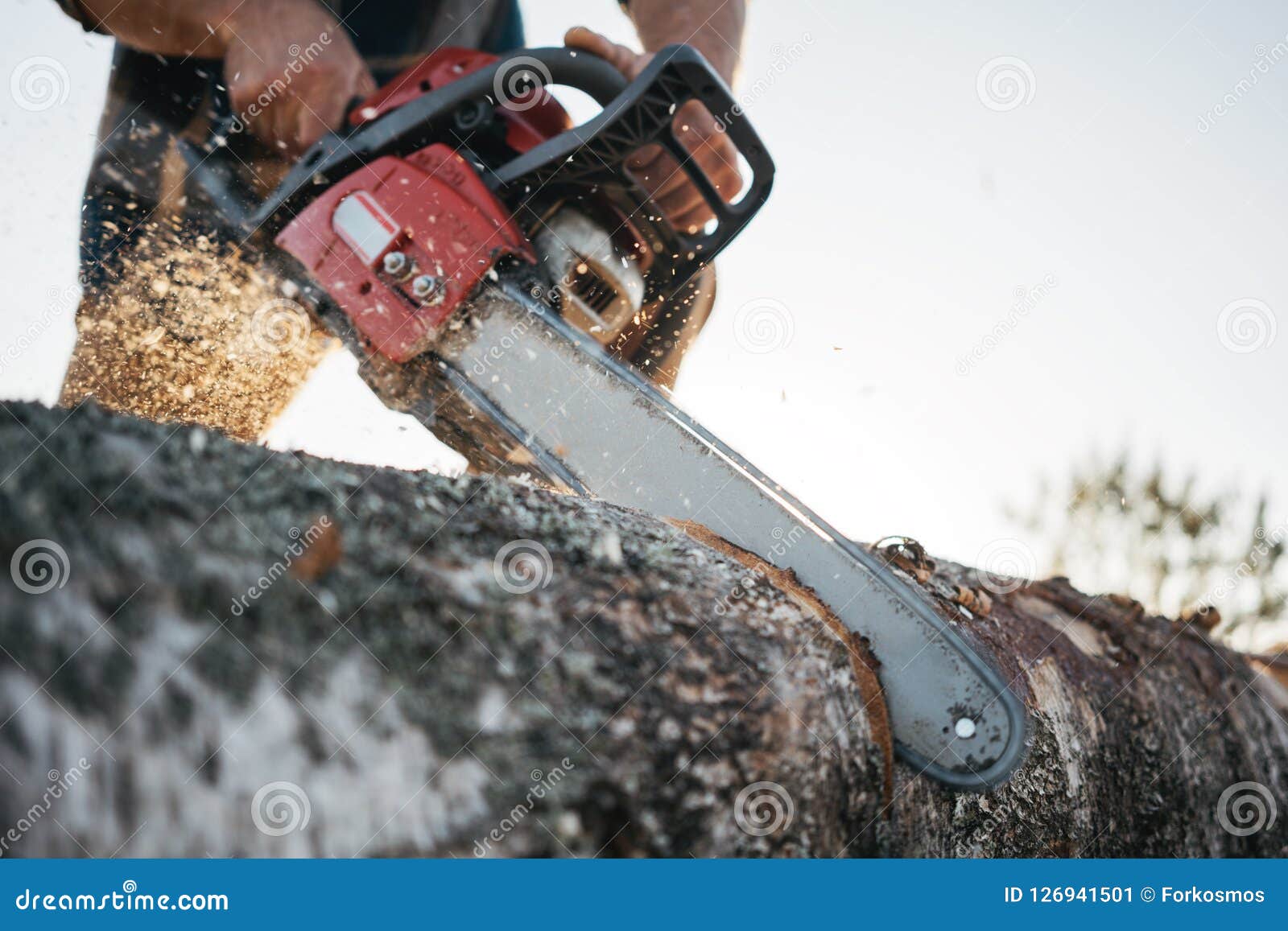 Chainsaw in Lumberjack Hands. Professional Lumberjack Sawing a Big Tree
