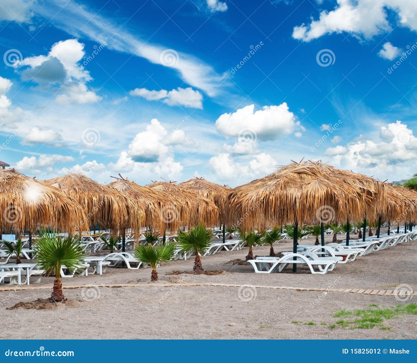 Chaise lounges and palm stock photo. Image of chair, leisure 15825012