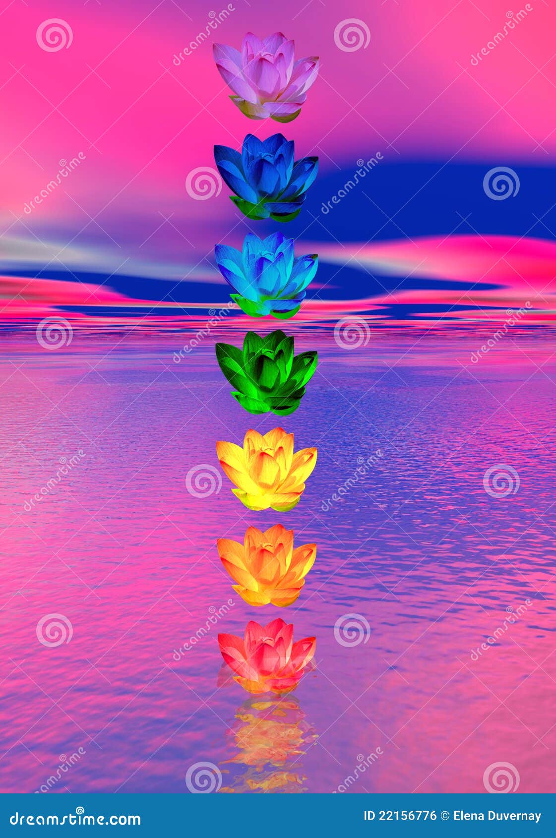 Chakra Colors of Lily Flower Stock Illustration Illustration of