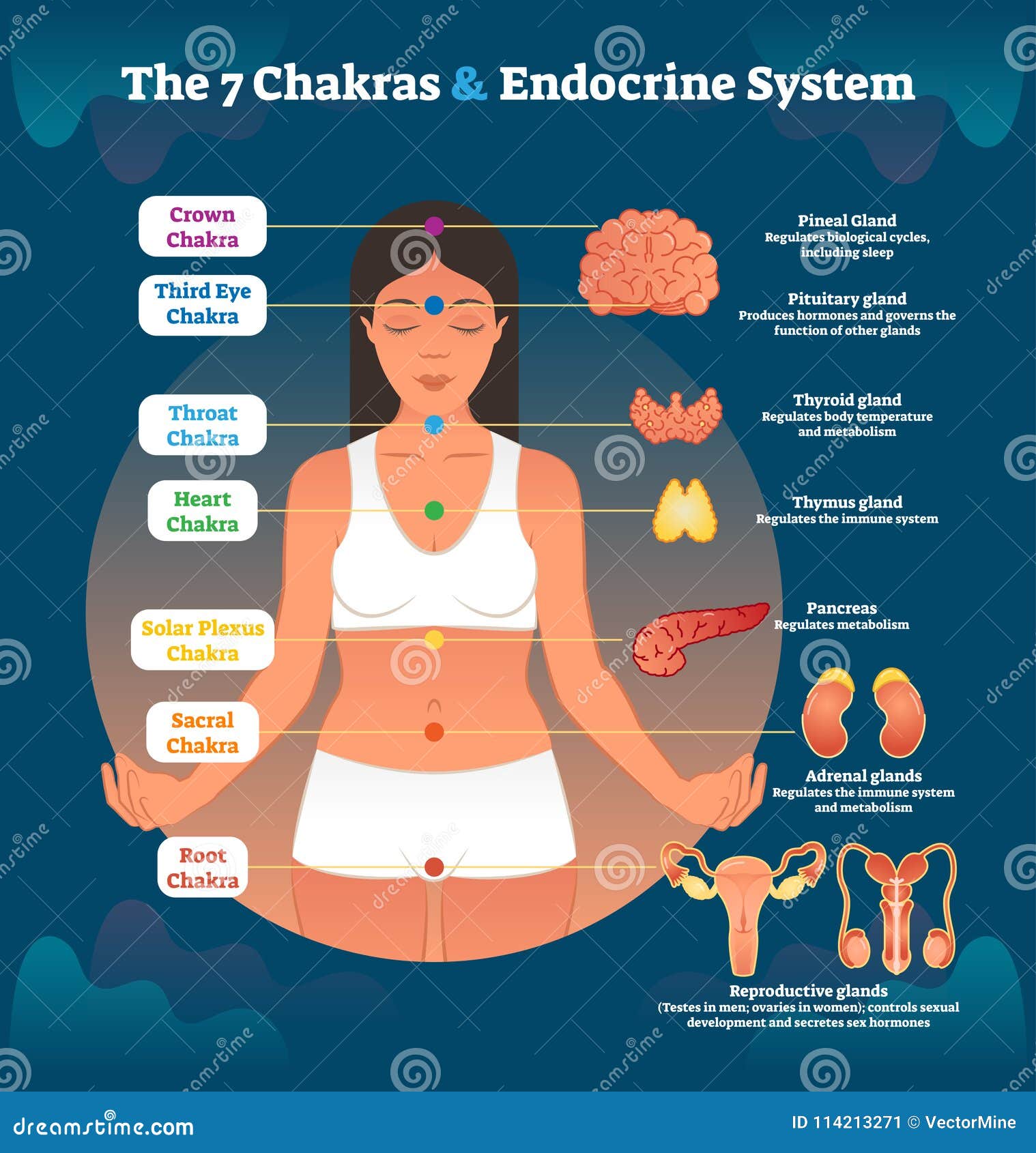 7 chakras and endocrine system, esoteric healing therapy   diagram scheme.