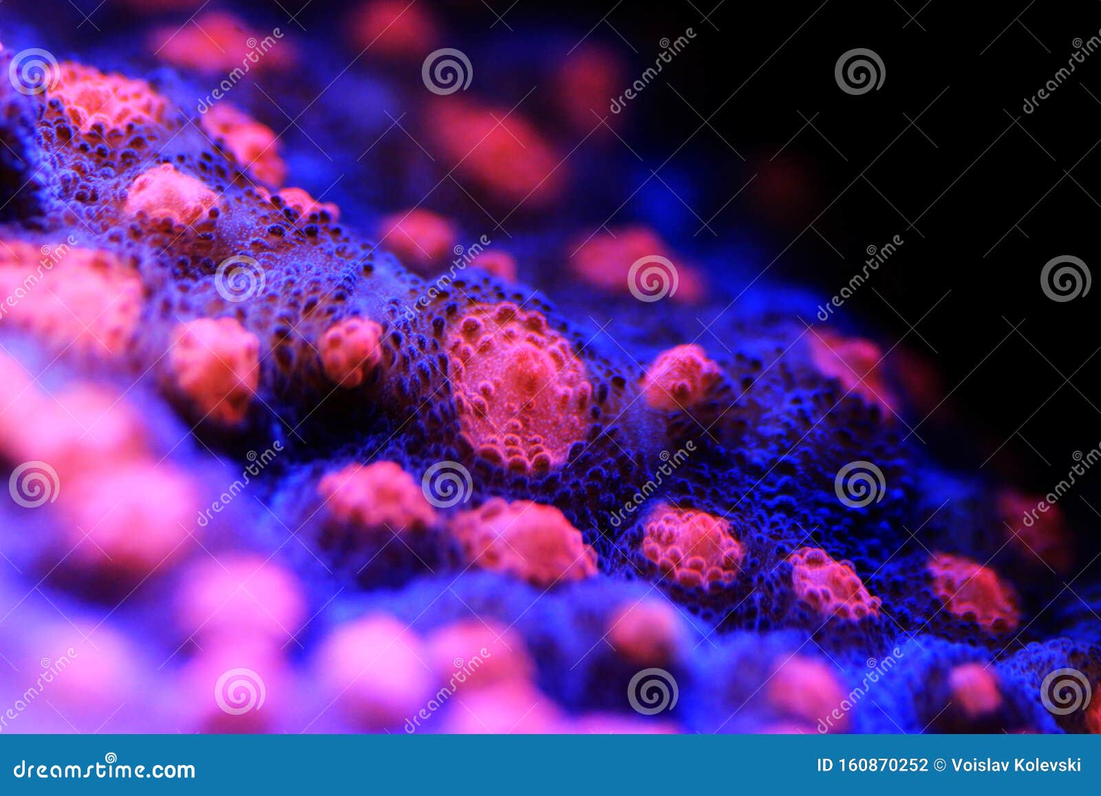 halloween screamer chalice coral in macro shot  echinophyllia sp.
