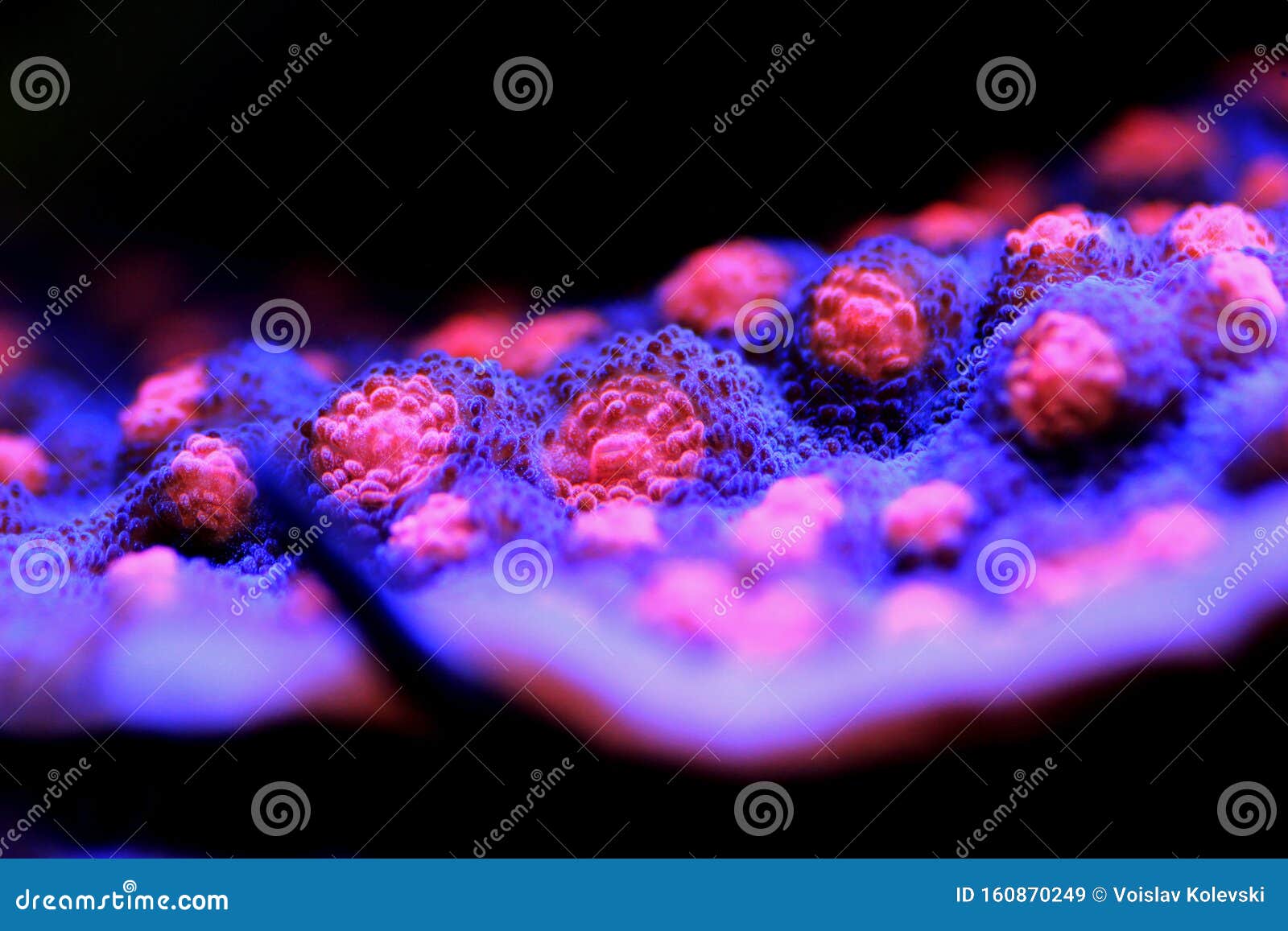 halloween screamer chalice coral in macro shot  echinophyllia sp.