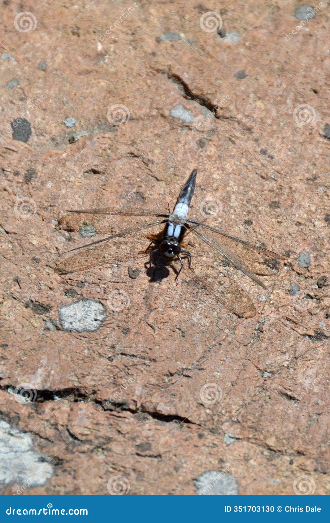 chalk-fronted corporal (ladona julia) resting along cranberry bog trail at killarney provincial park