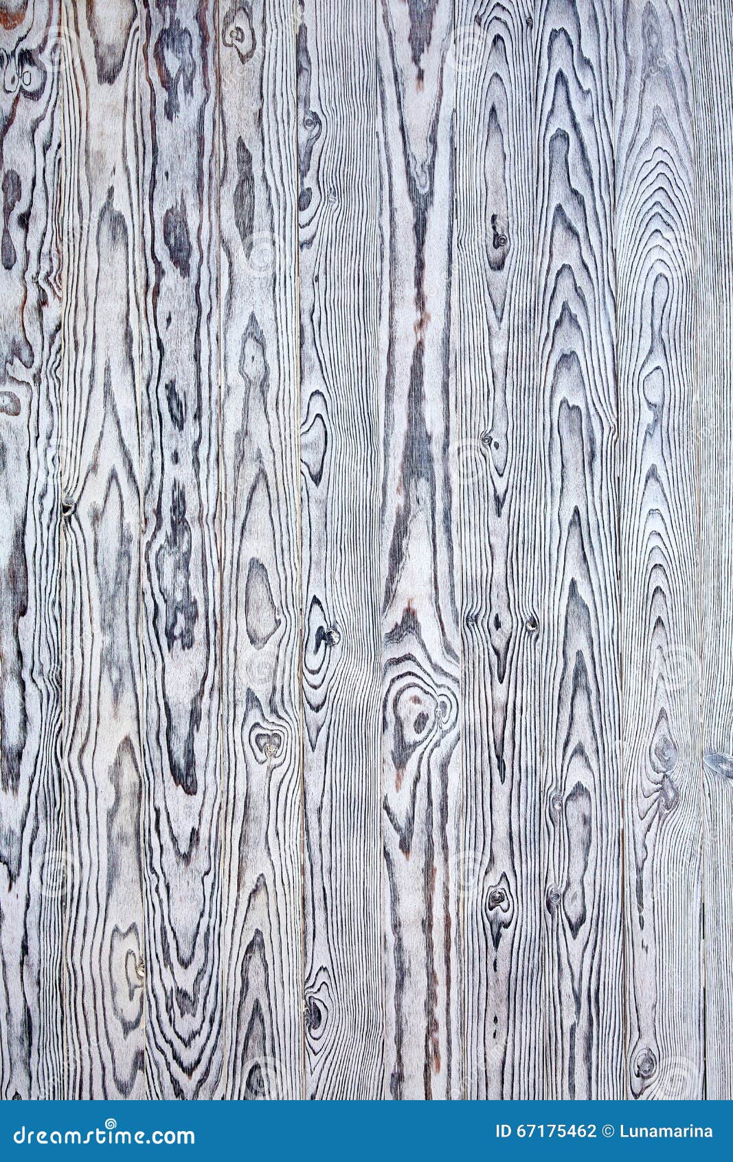 Chalk Painted White Pine Wood Texture Stock Photo Image of background