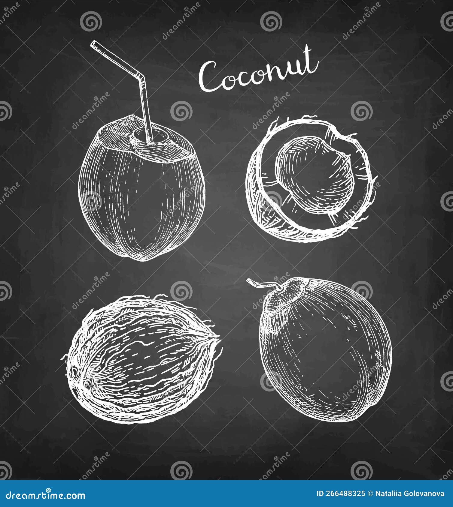 Chalk sketch of coconuts. stock vector. Illustration of ingredient