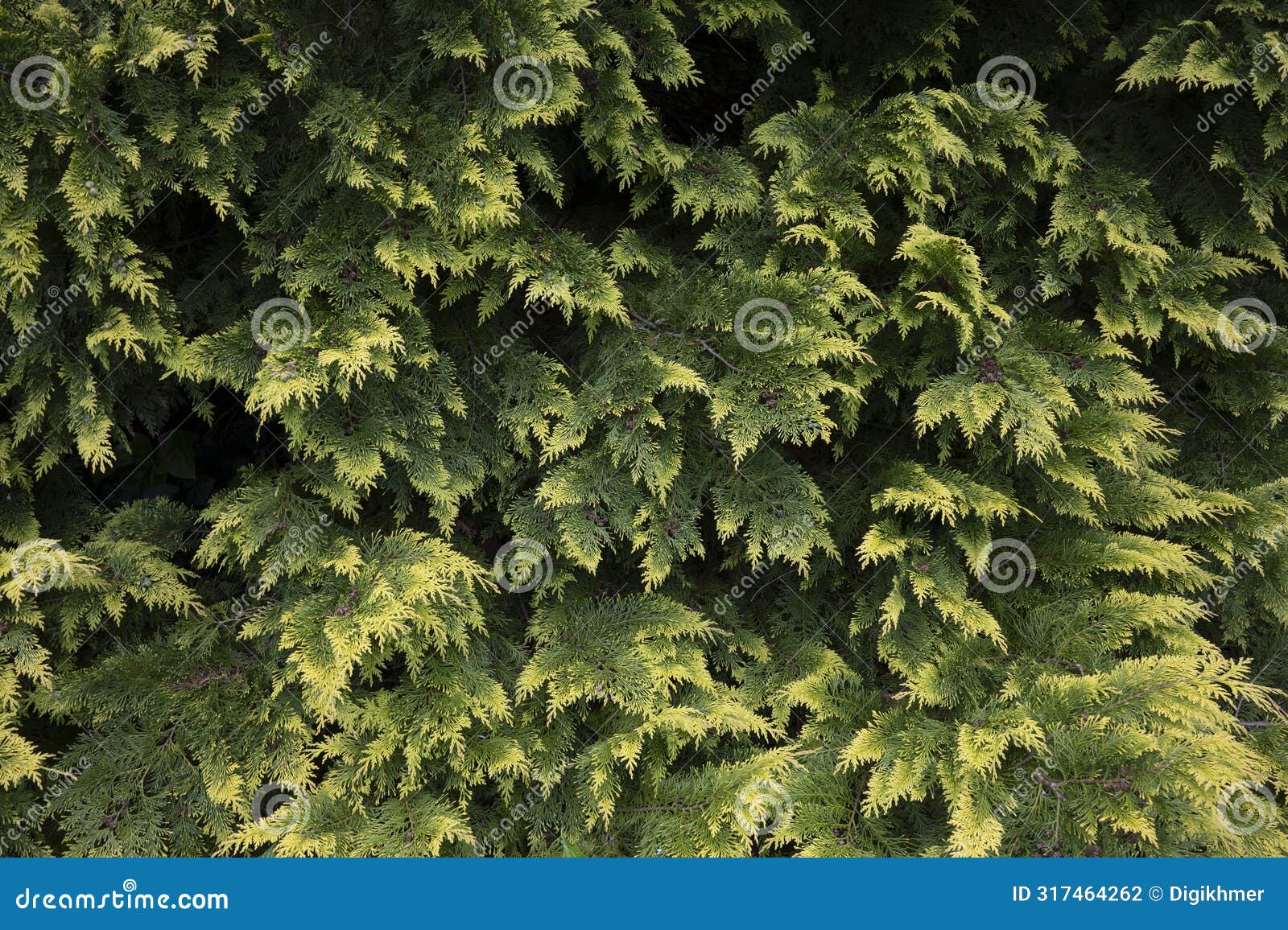 chamaecyparis obtusa 'crippsii', golden hinoke cypress