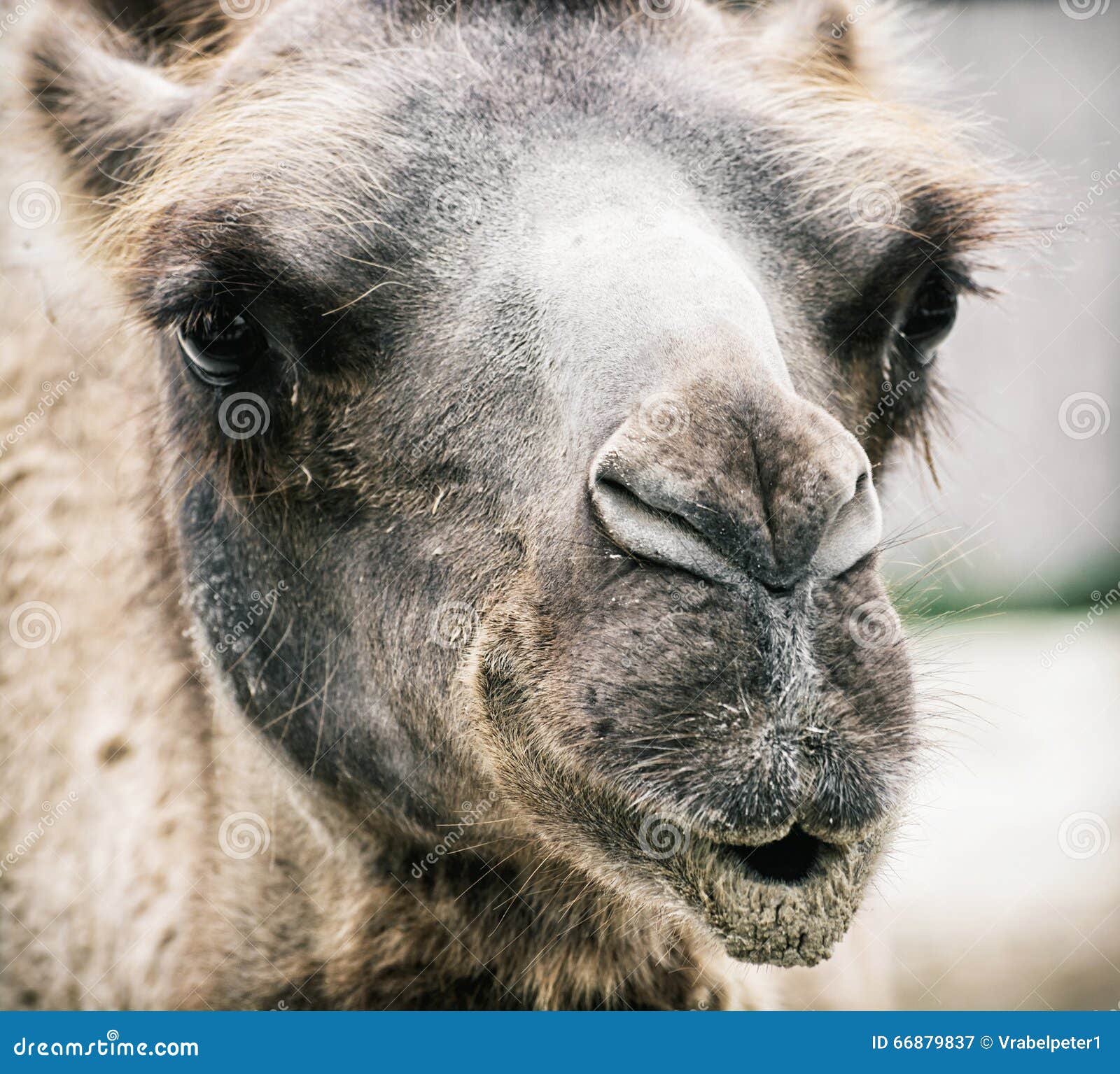 Chameau Bactrian Bactrianus De Camelus Portrait Humoristique De Plan Rapproche Image Stock Image Du Endangered Grand Chameau Bactrian Bactrianus De Camelus Portrait Humoristique De Plan Rapproche Image Stock Image Du Endangered Grand