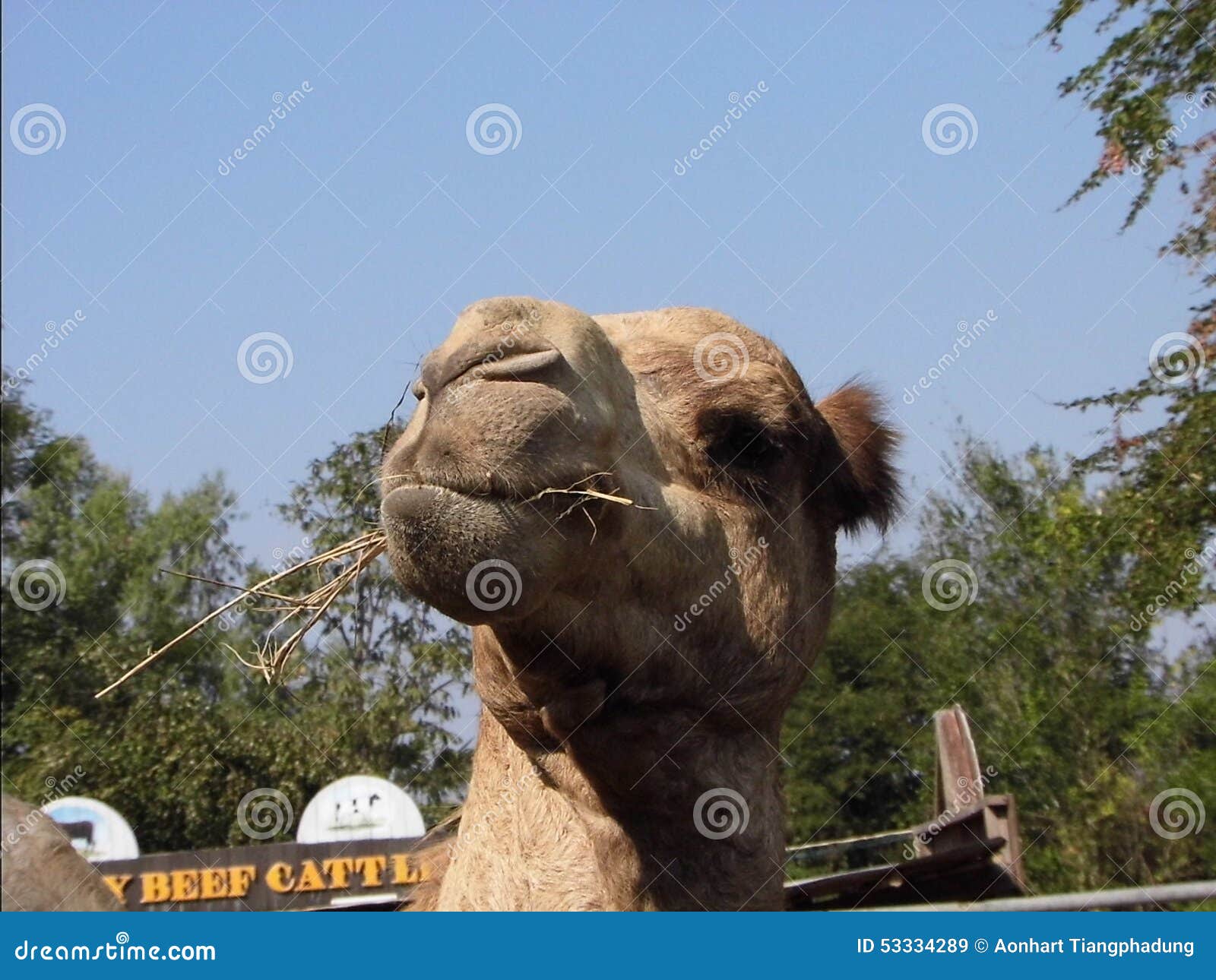 Chameau Drole Image Stock Image Du Animal Museau Chameaux Chameau Drole Image Stock Image Du Animal Museau Chameaux