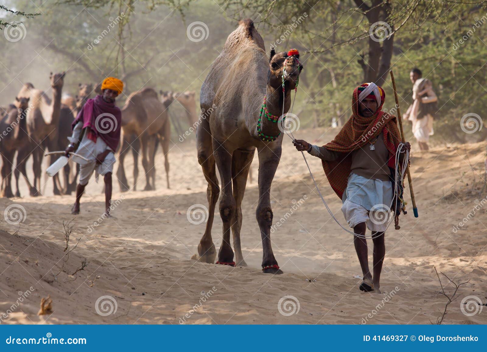 Chameau Mela Chameau De Pushkar De Pushkar Juste Photographie éditorial Image Du Bétail