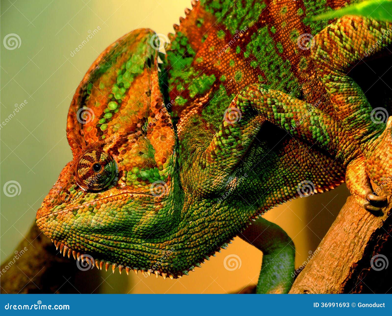 chameleo robert guffey chameleo robert guffey