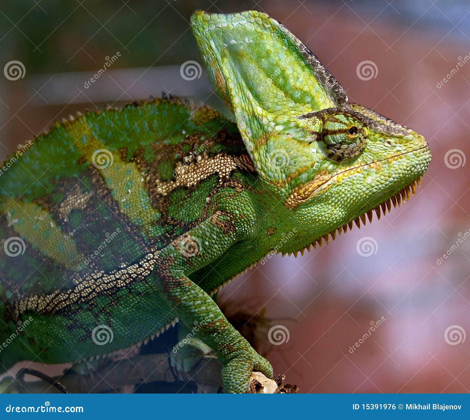 Chameleon 14 stock photo. Image of tongue, chameleon ...