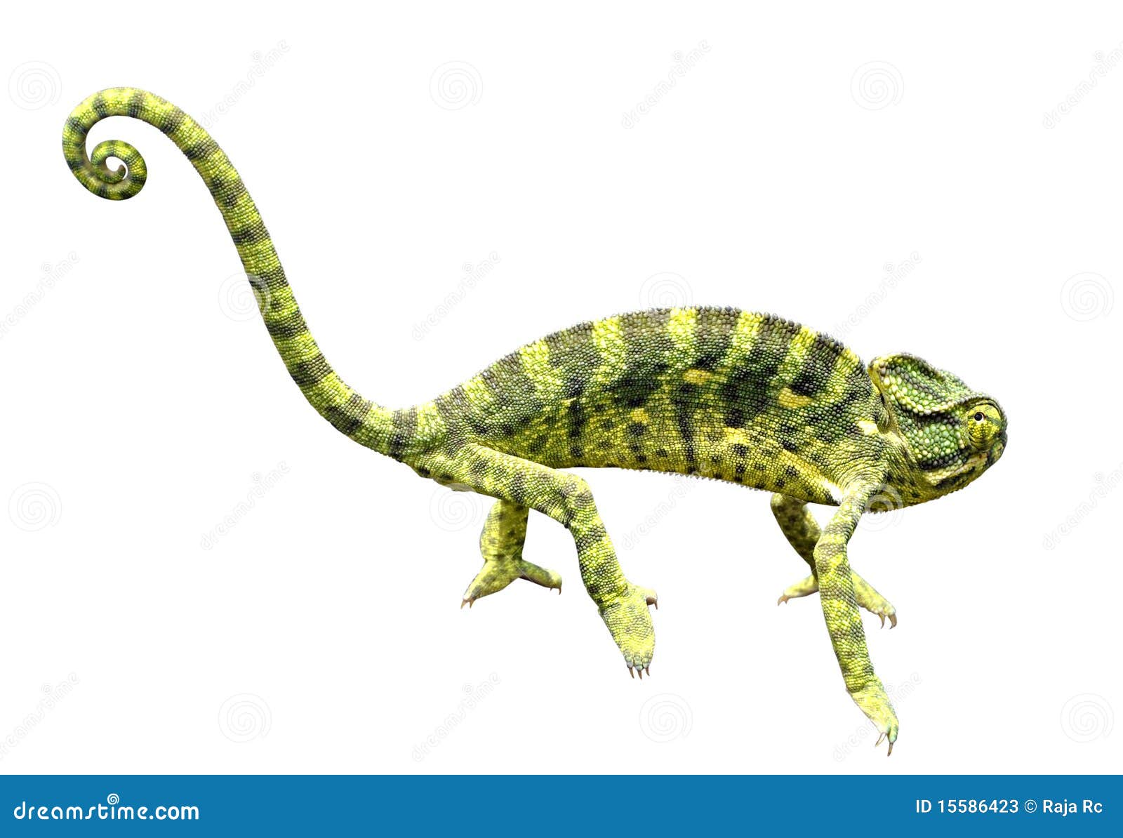 Chameleon Stock Photos - Image: 15586423