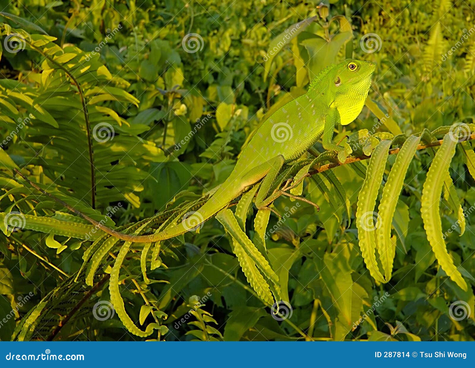 chameleon