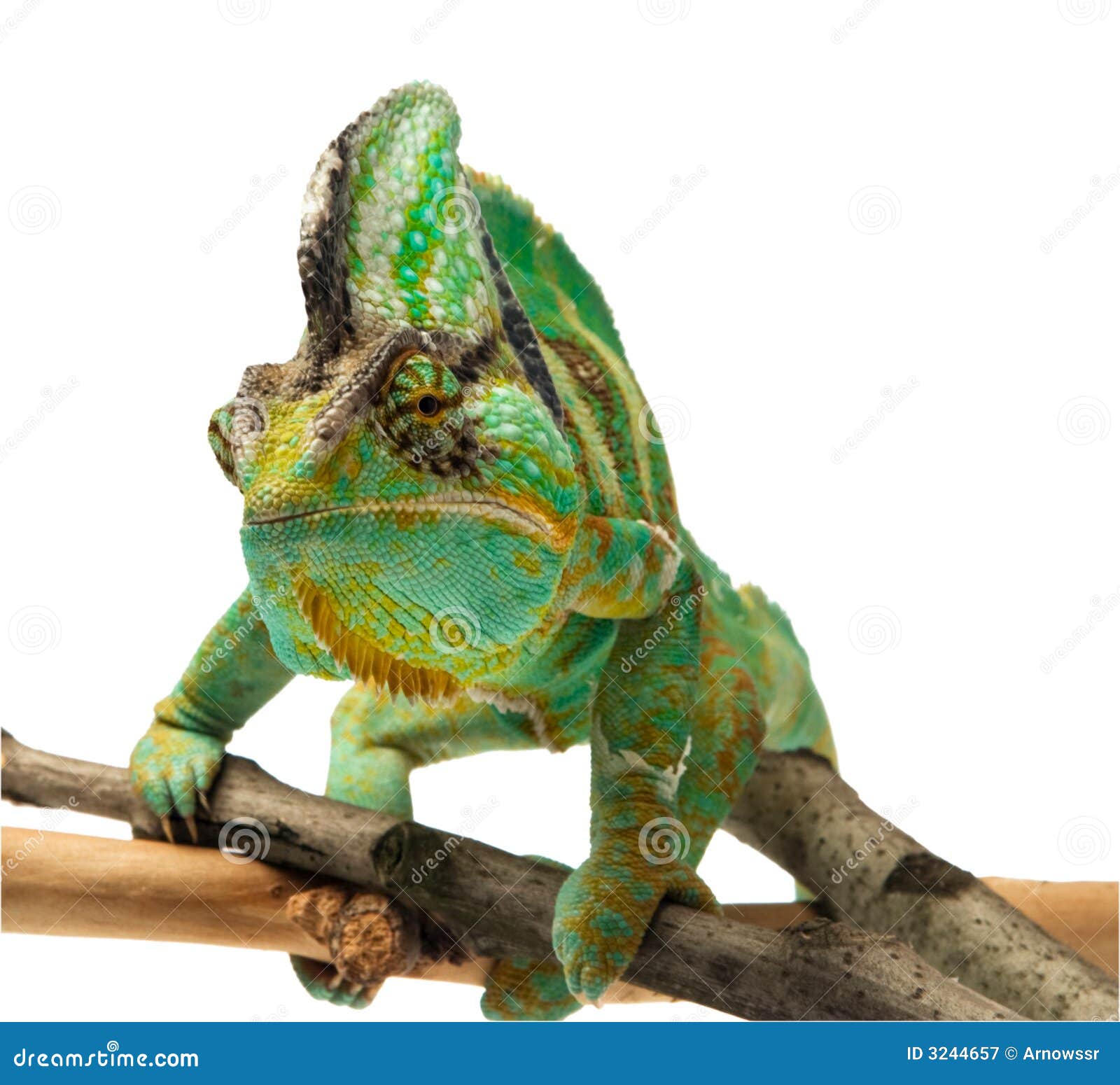 Chameleon stock image. Image of isolated, close ...