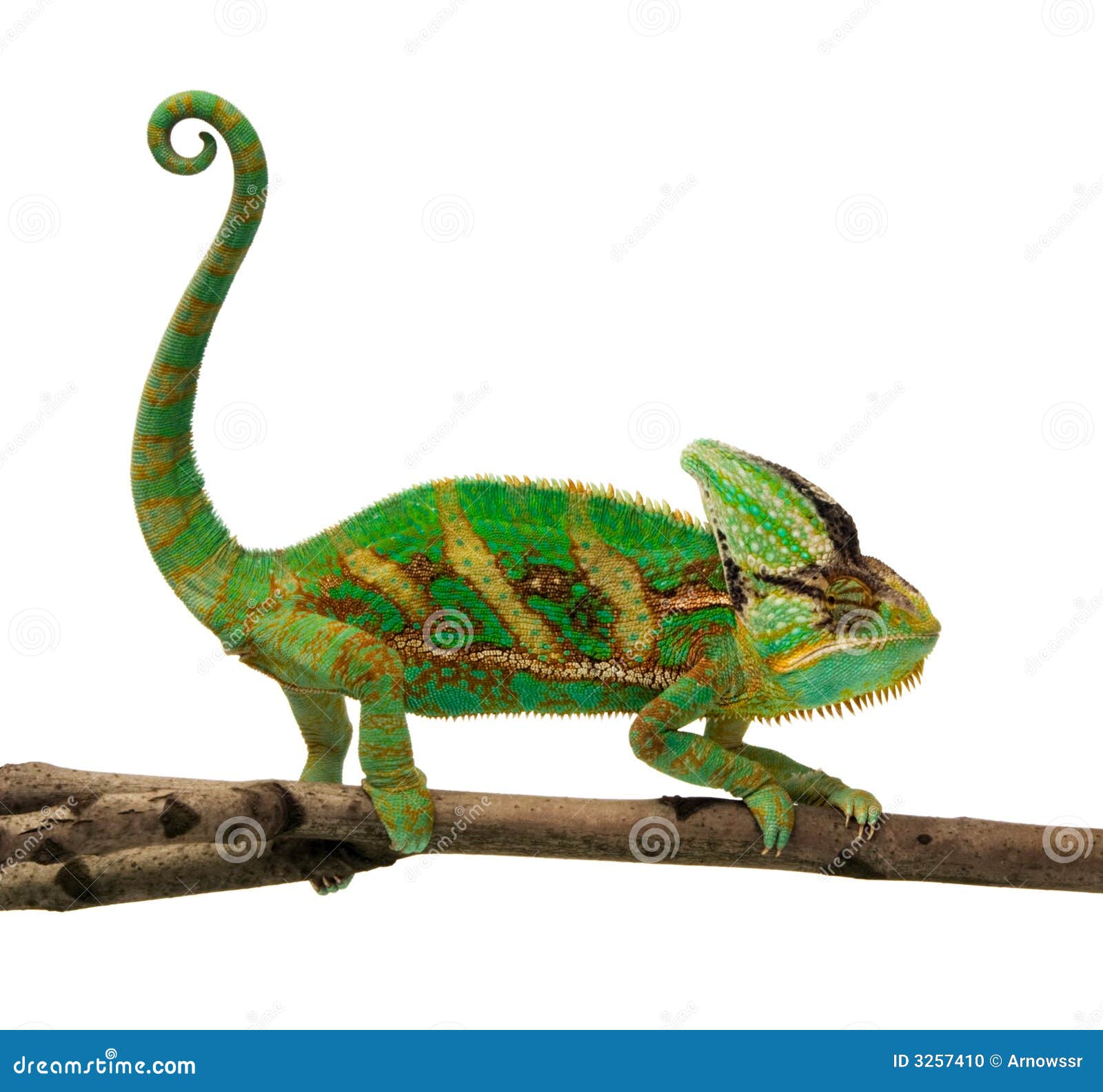 11,600+ Chameleon Camouflage Stock Photos, Pictures & Royalty-Free