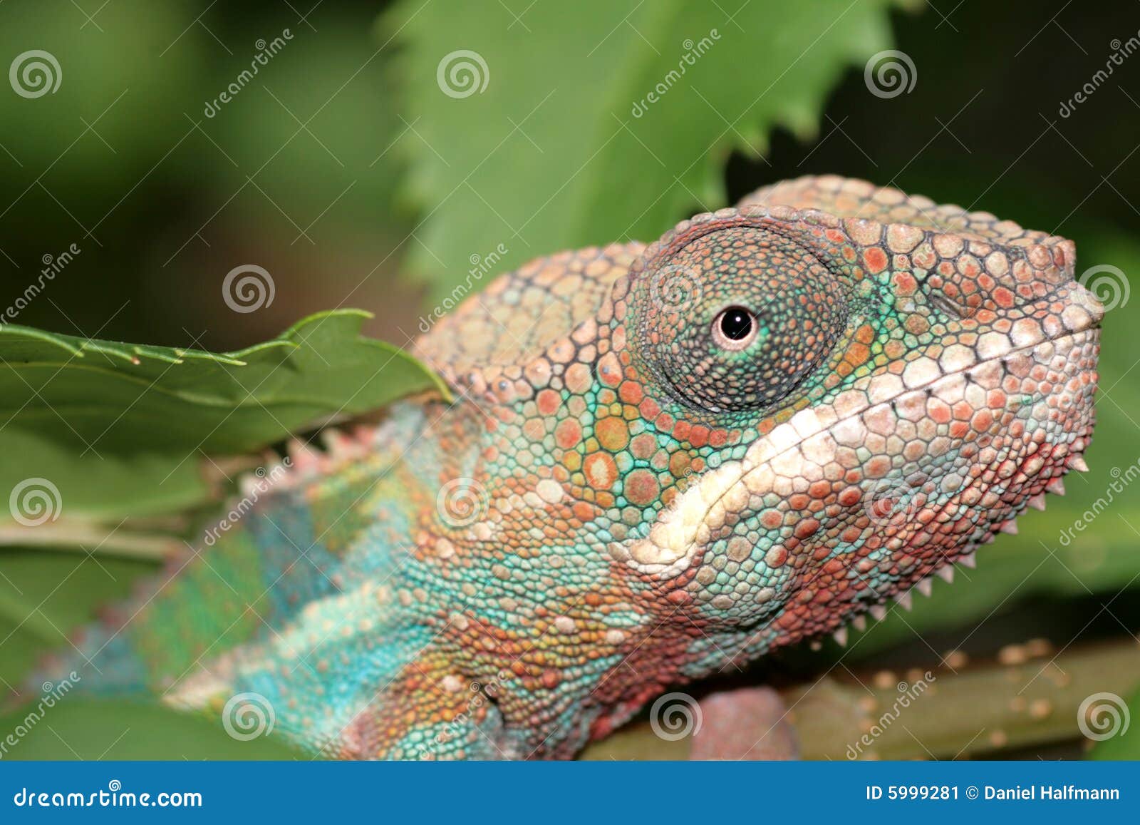 Chameleon stock image. Image of opens, crazy, mouth, live 5999281