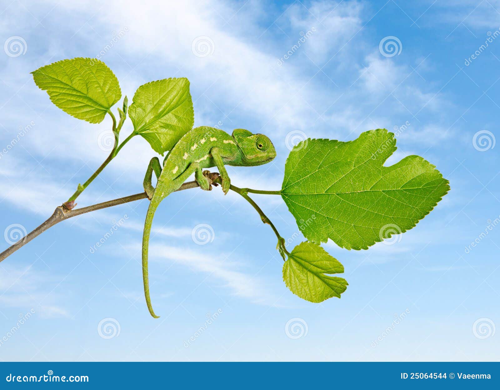 Chameleon on branch stock photo. Image of tropical ...