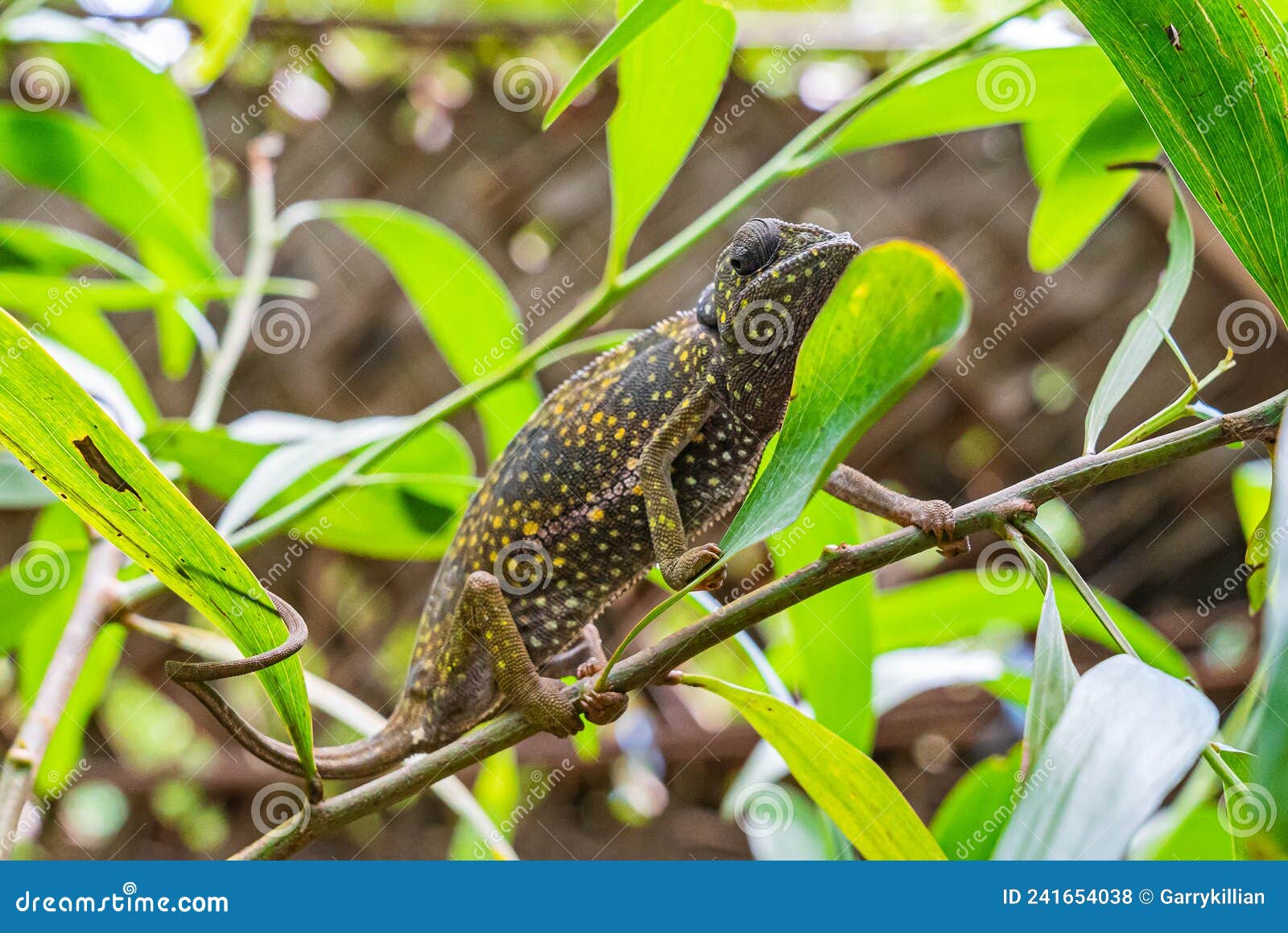 chameleon on a branch hiding in leaves. chameleo on zanzibar