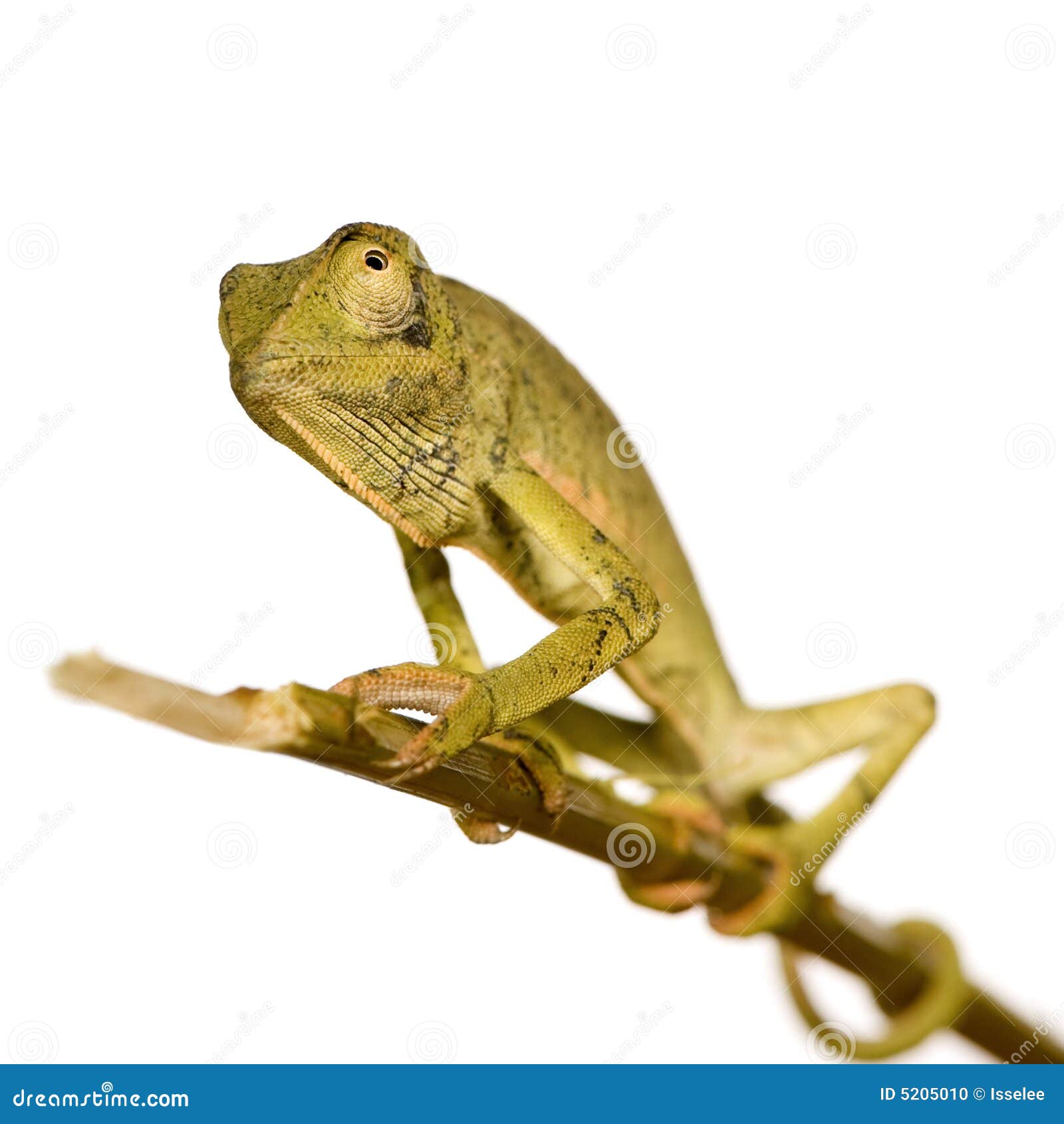 chameleon chamaeleo gracilis or dilepis