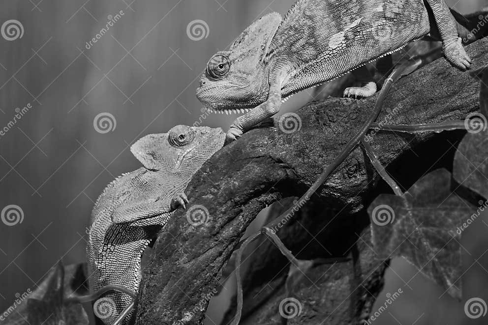 Chameleon stock photo. Image of veiled, wildlife, closeup - 79738374