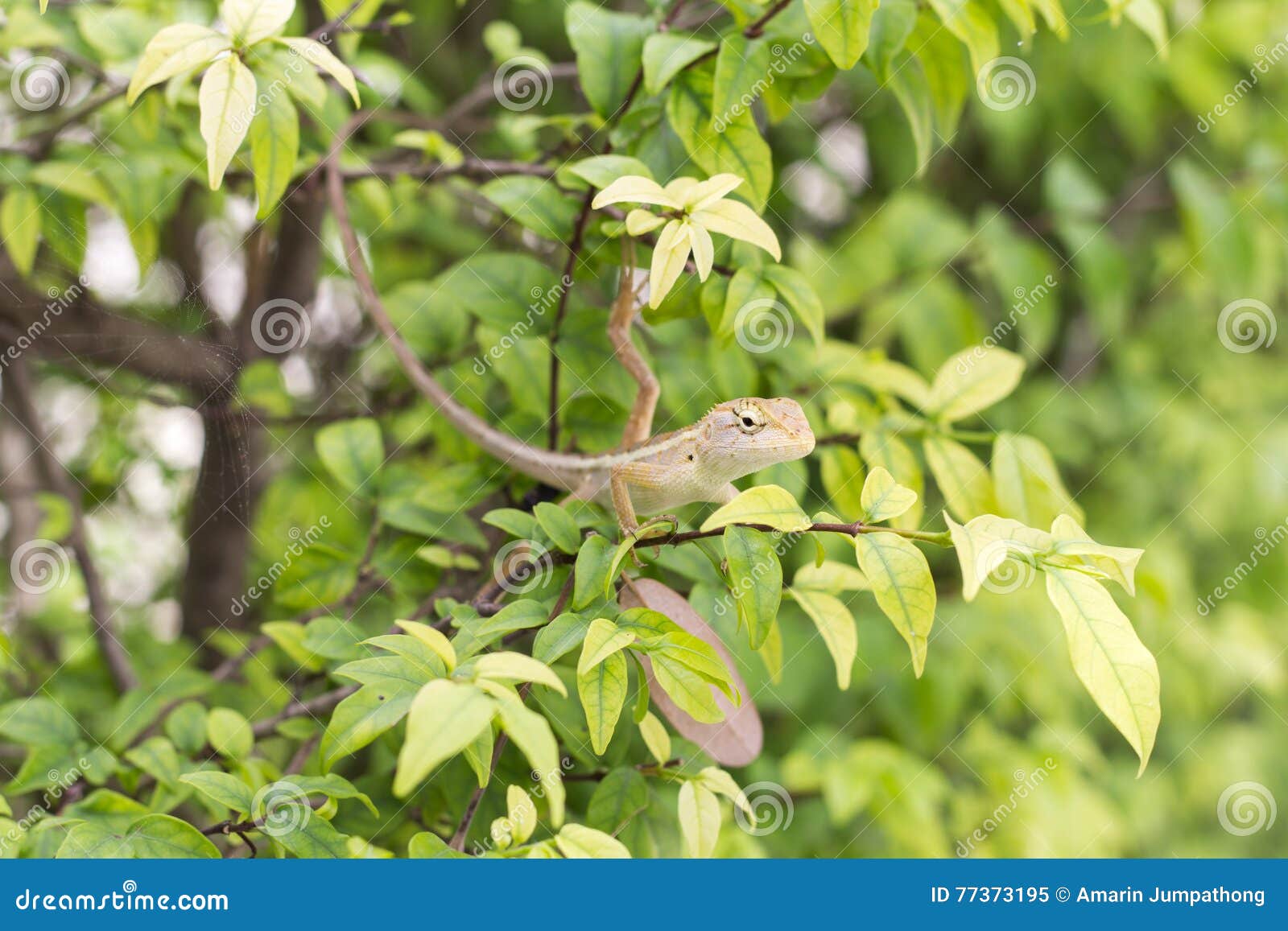 Chameleon dragon stock image. Image of gecko, closeup - 77373195