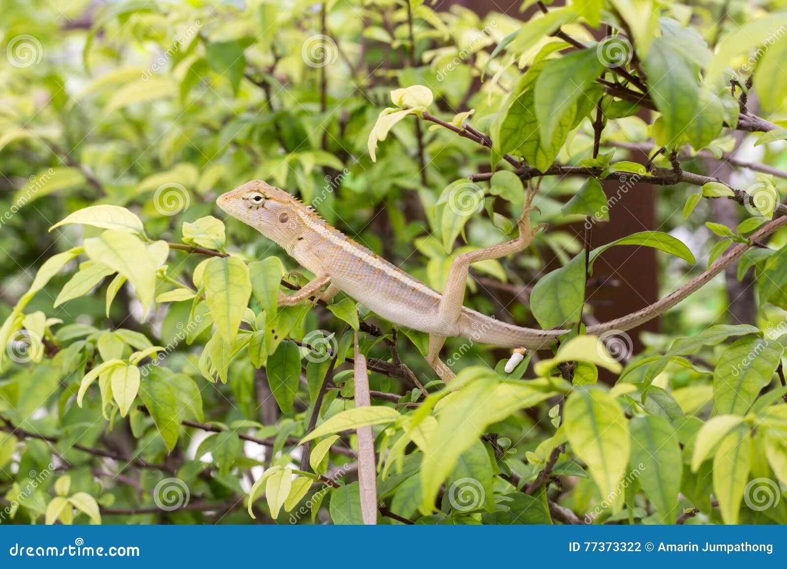 Chameleon dragon stock photo. Image of branch, iguana - 77373322