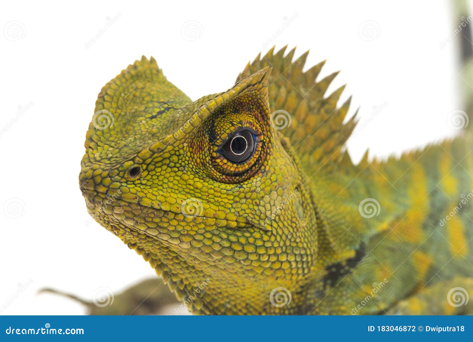 Chameleon Forest Dragon / Gonocephalus Chamaeleontinus Isolated On