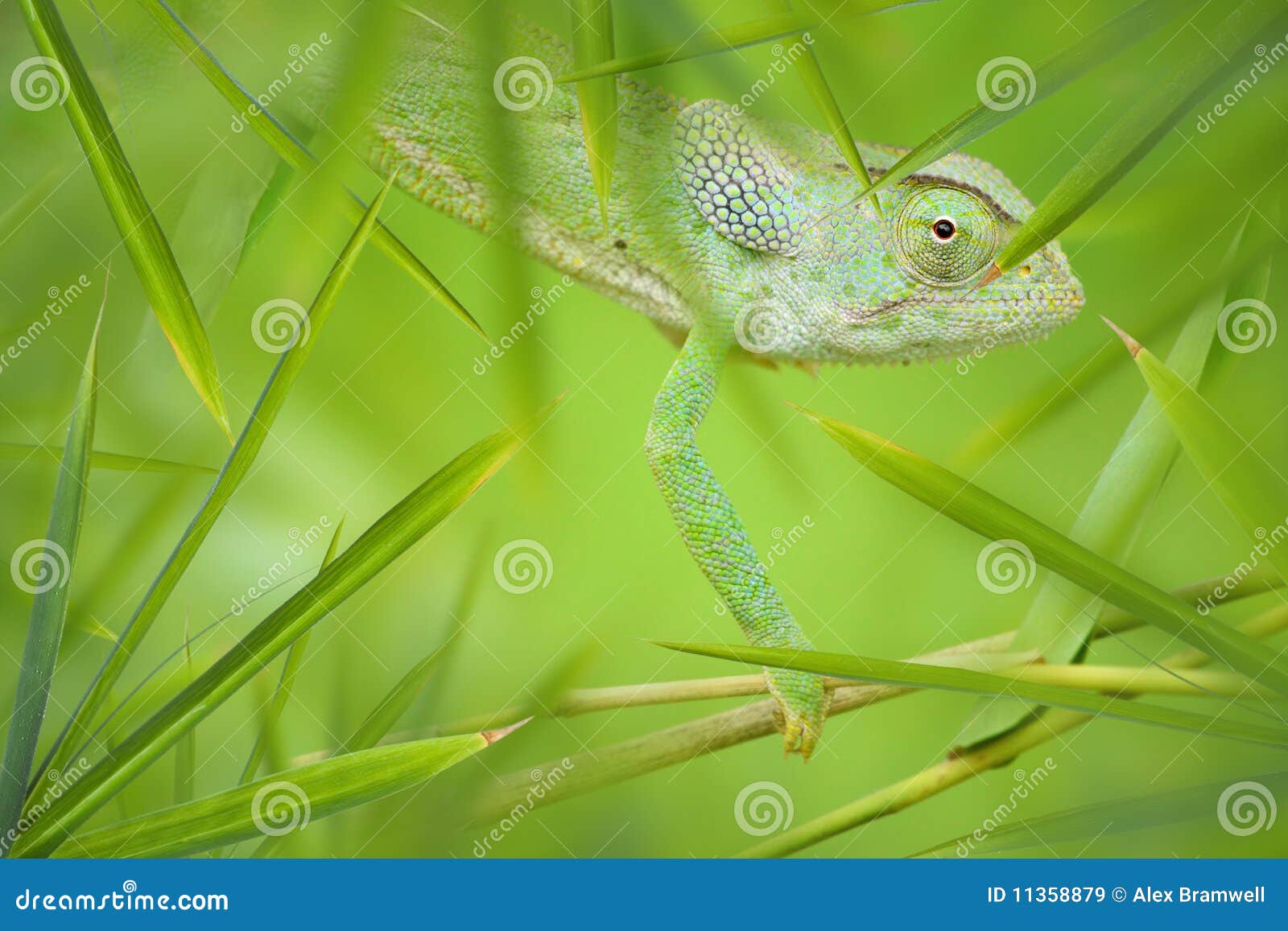 chameleon in a green bamboo thicket