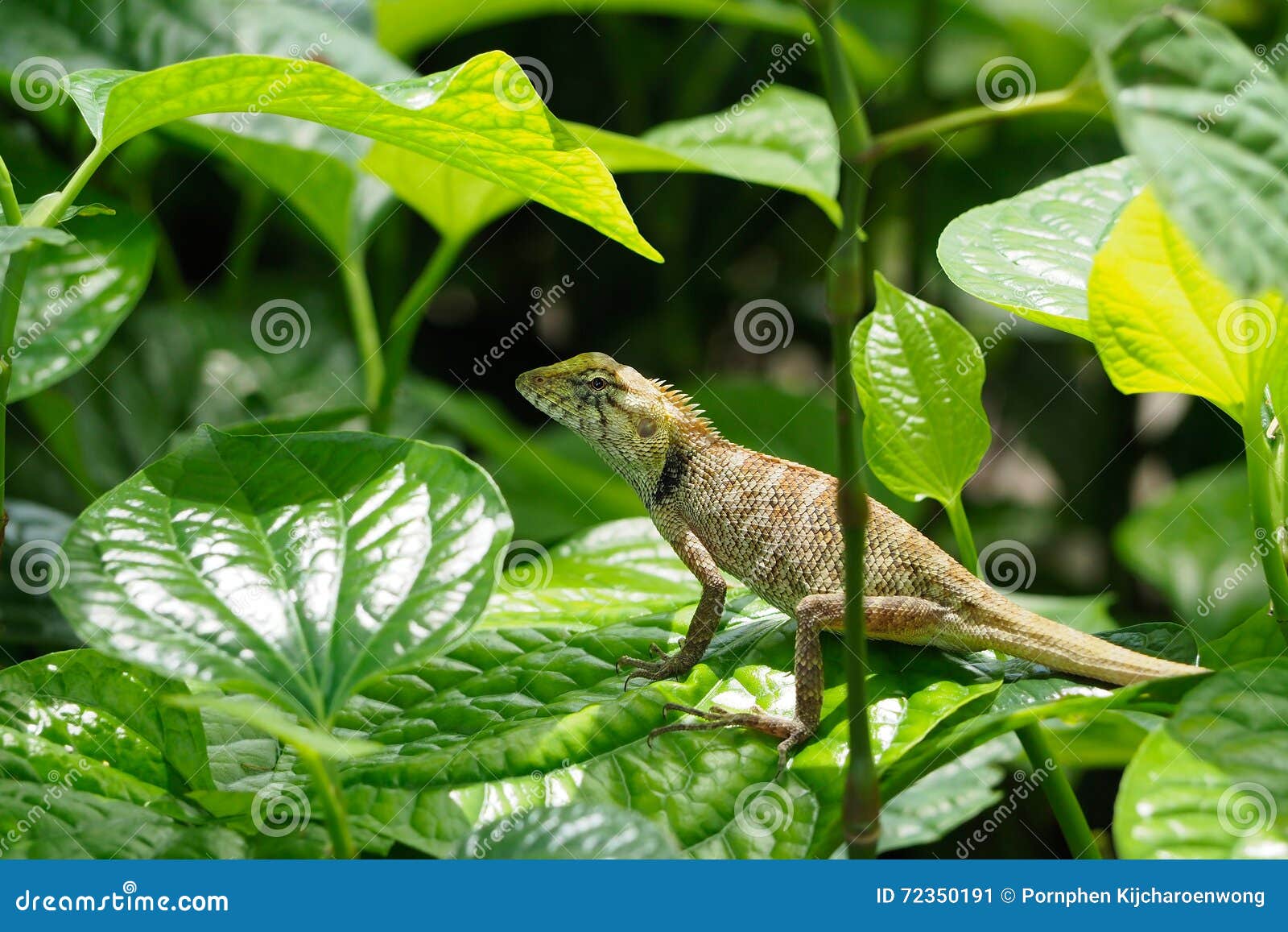 chameleon on green leaf.