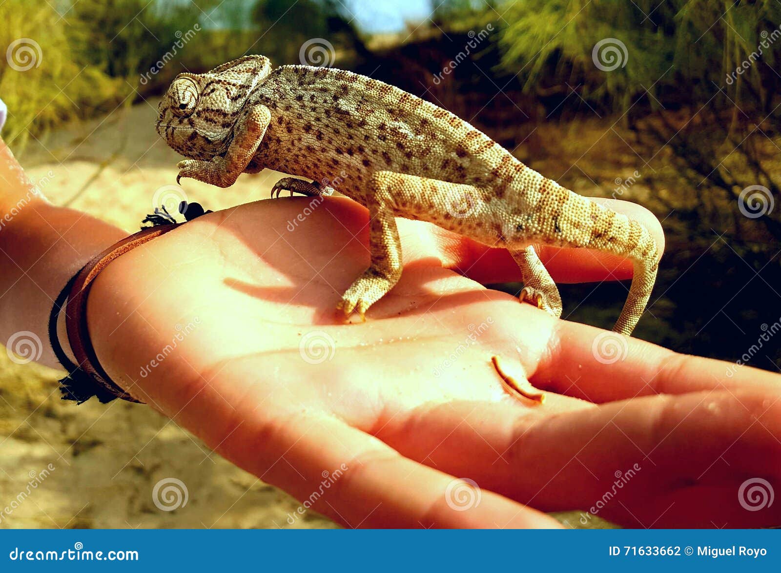 chameleon in hand