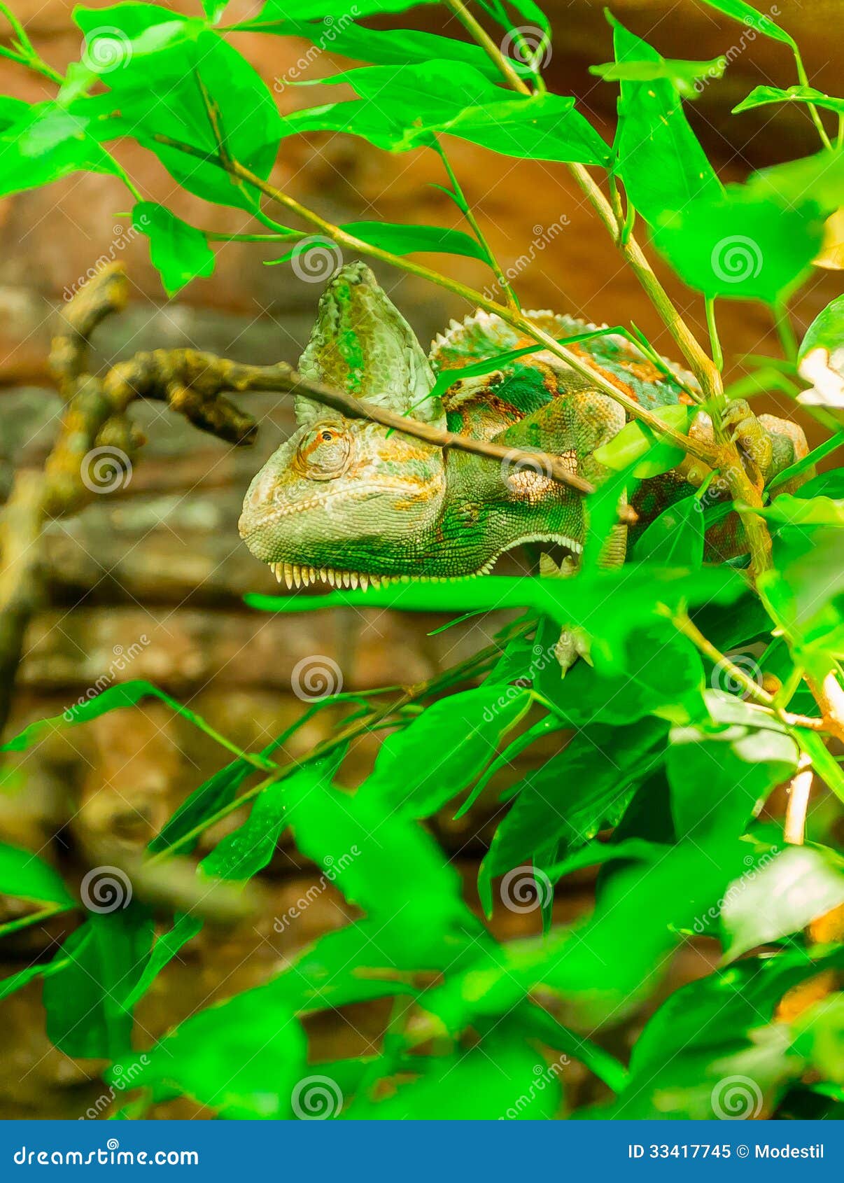 Chameleon Royalty Free Stock Photo - Image: 33417745