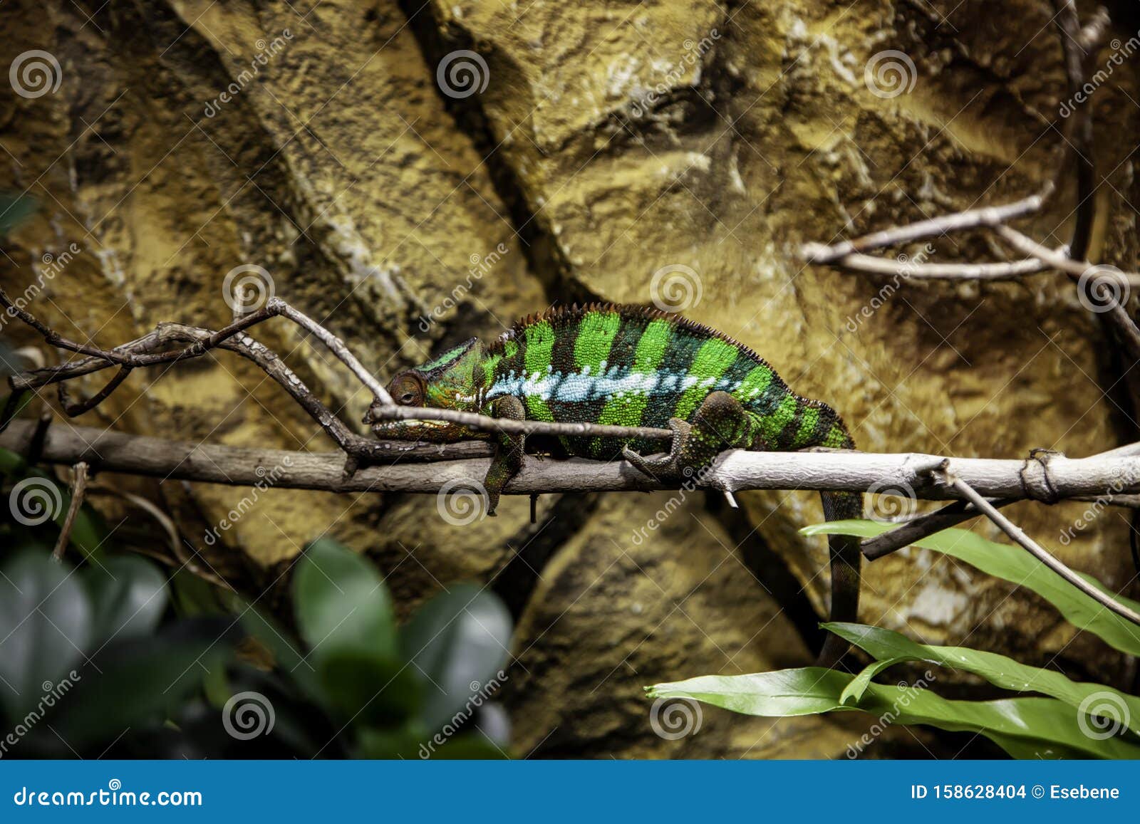 Chameleon in the jungle stock photo Image of reptile Biology Diagrams