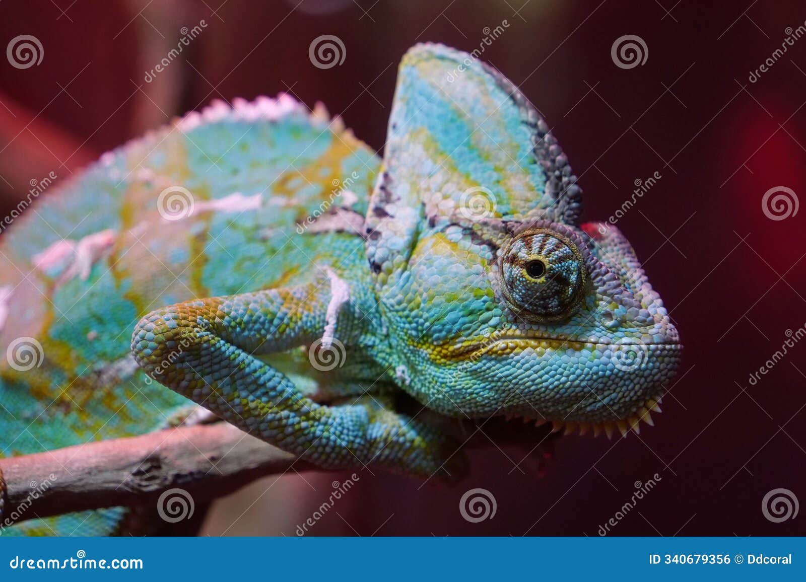 chameleon - lizard adapted to an arboreal lifestyle, change body color