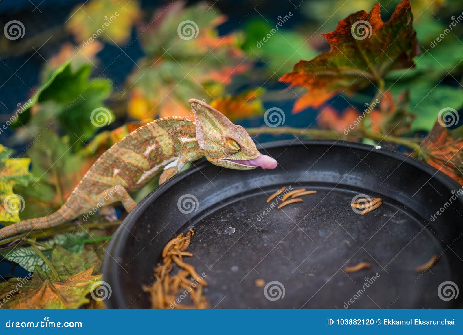 Chameleon stock photo. Image of lizard, form, catching 103882120