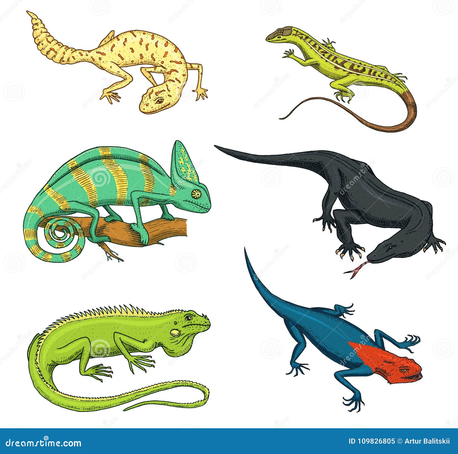 Chameleon Lizard, Green Iguana, Komodo Dragon Monitor, American Sand,  Exotic Reptiles or Snakes, Spotted Fat-tailed Stock Vector - Illustration  of black, iguana: 109826805