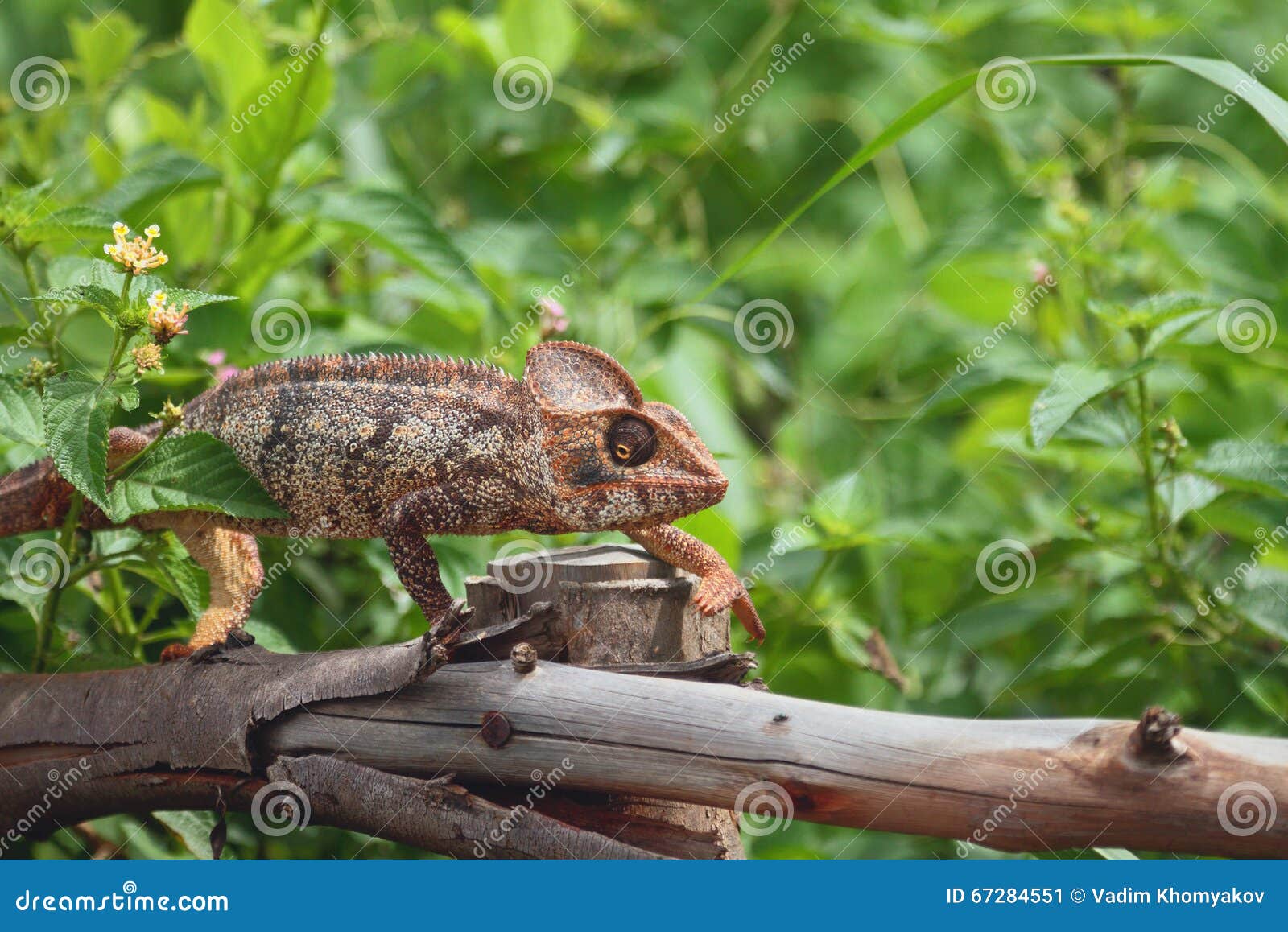 Chameleon Walking On Protection Stock Image - Image of ...